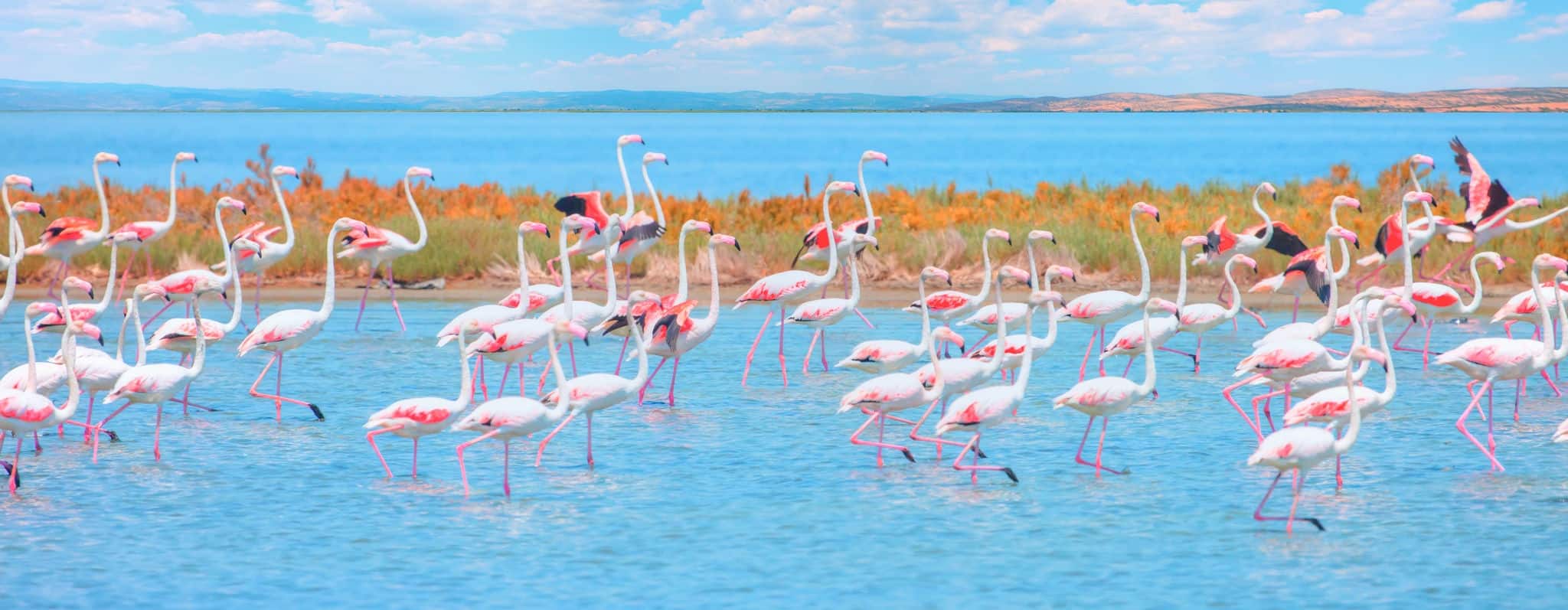 Flock of birds pink flamingo runing on the blue salt lake of Izmir bird paradise - Izmir, Turkey 