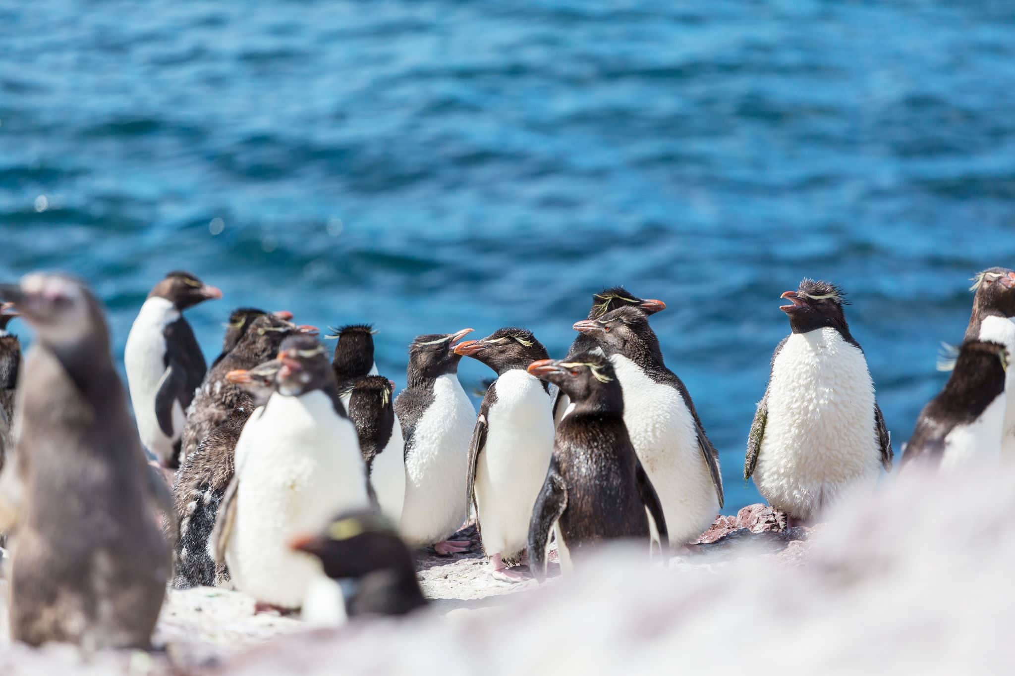Rockhopper penguin in Argentina