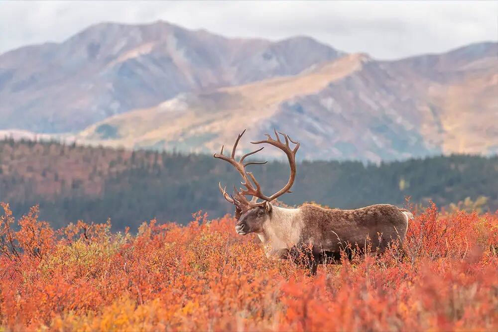 NCL-Alaska-Cruise-Elk-Mountains