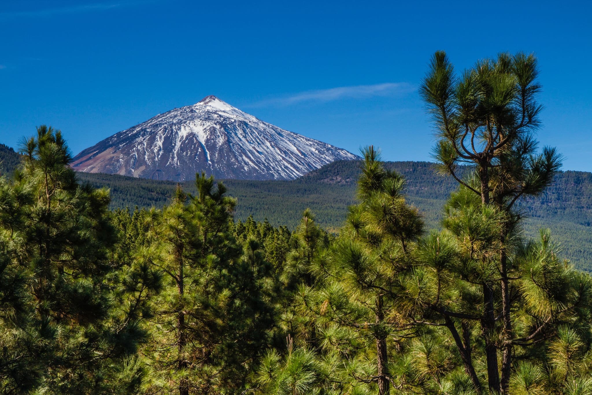View of El Teide Volcano Mountain through Pine Forest with Blue Sky - Orotava Valley, Tenerife, Canary Islands, Spain