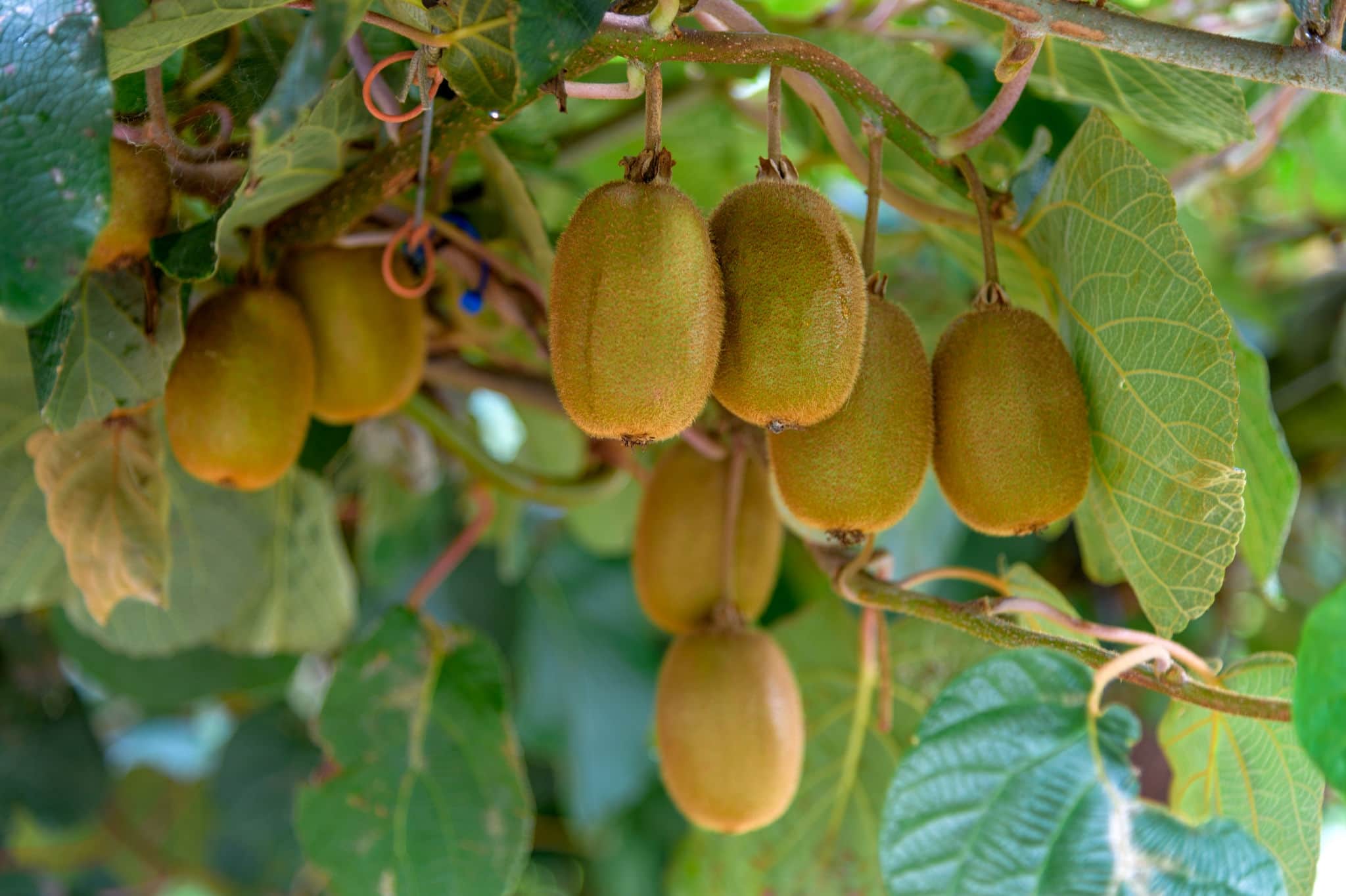 Kiwifruit. New Zealand, Organic healthy eating