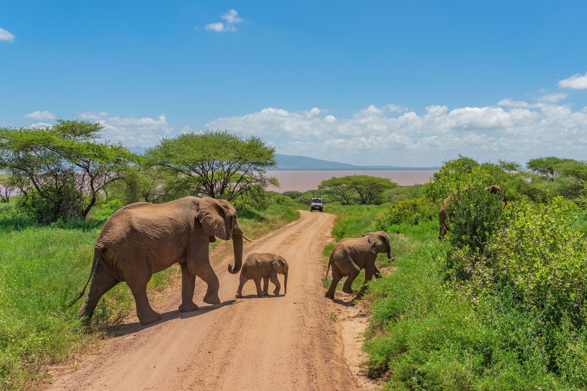 African bush elephants (Loxodonta Africana) with here baby in the Tarangire National Park in Tanzania.
