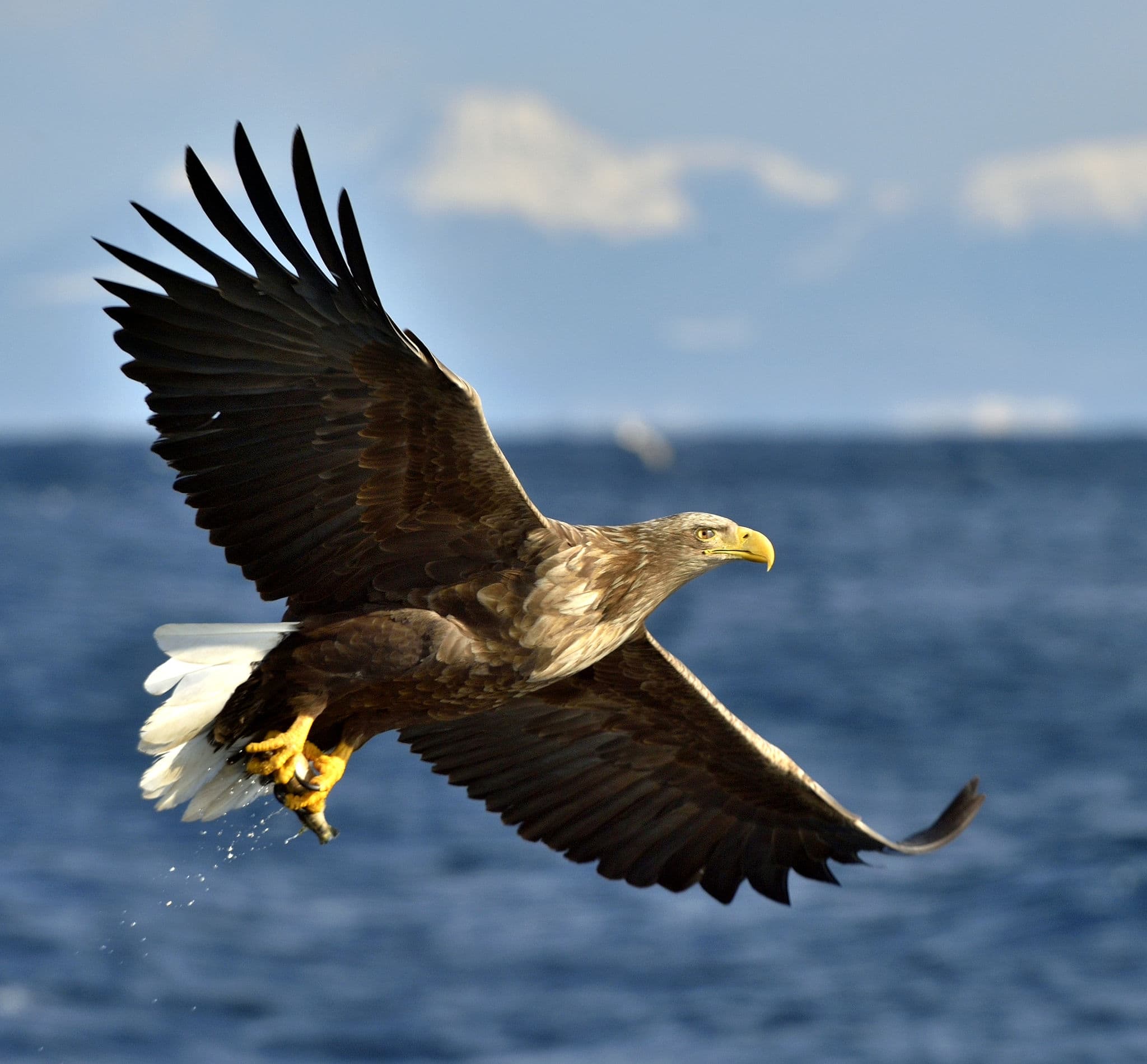 Adult White-tailed eagle in flight.  Scientific name: Haliaeetus albicilla, also known as the ern, erne, gray eagle, Eurasian sea eagle and white-tailed sea-eagle.