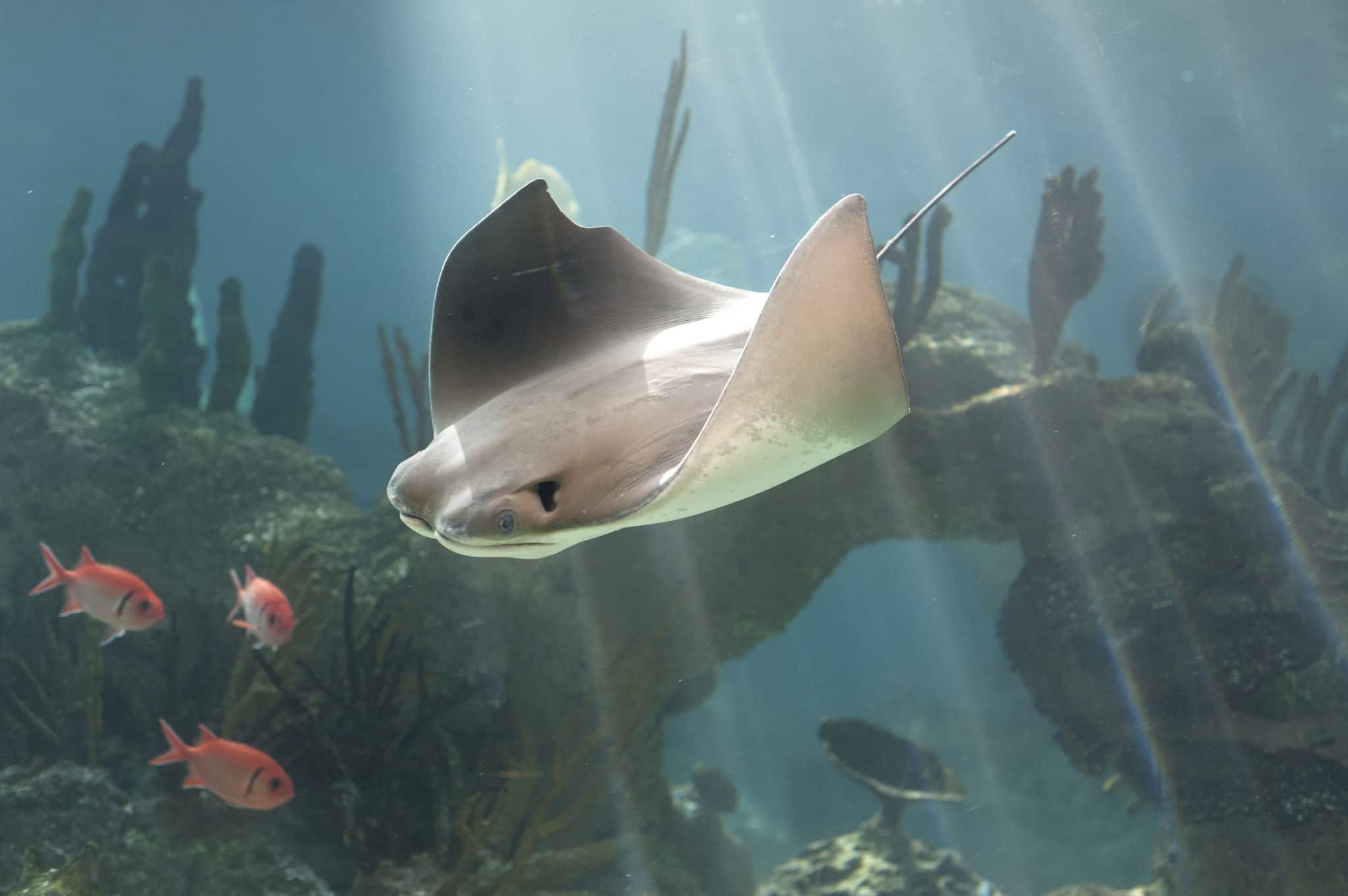 Skate fish swimming in blue water. Rays of light