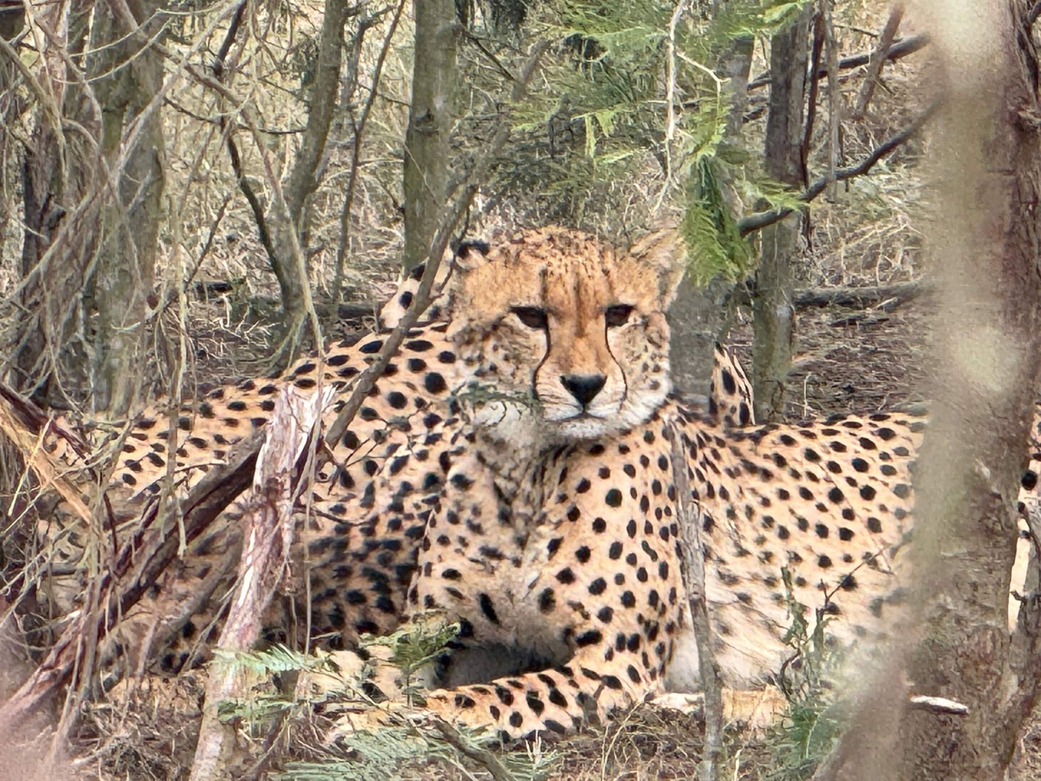 Mossel Bay, South Africa Safari