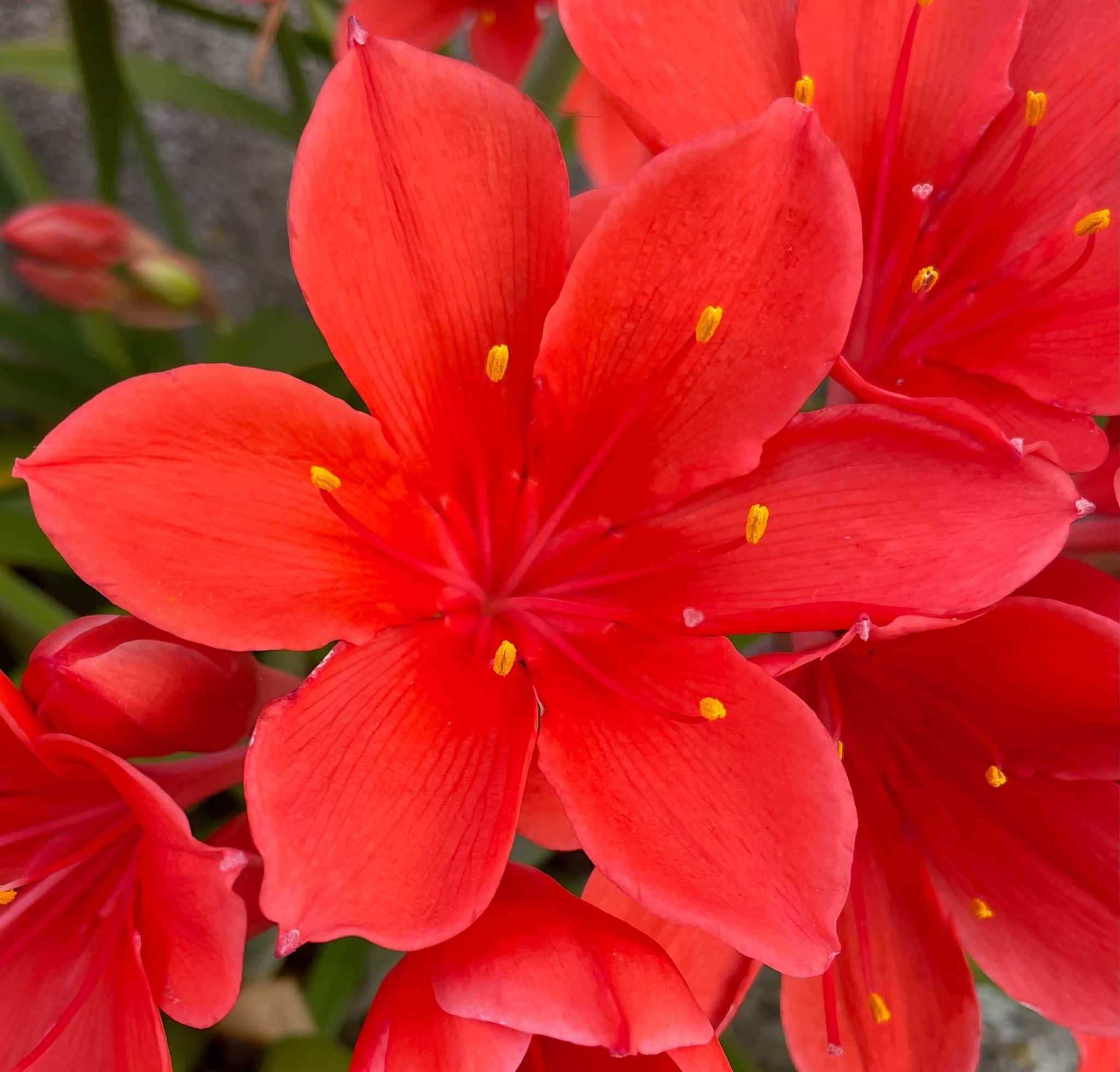 Closeup Photo of red lily flower (Scarborough lily also called specious vallota or Cyrtanthus elatus). Flowering in summer, found in galicia, spain.