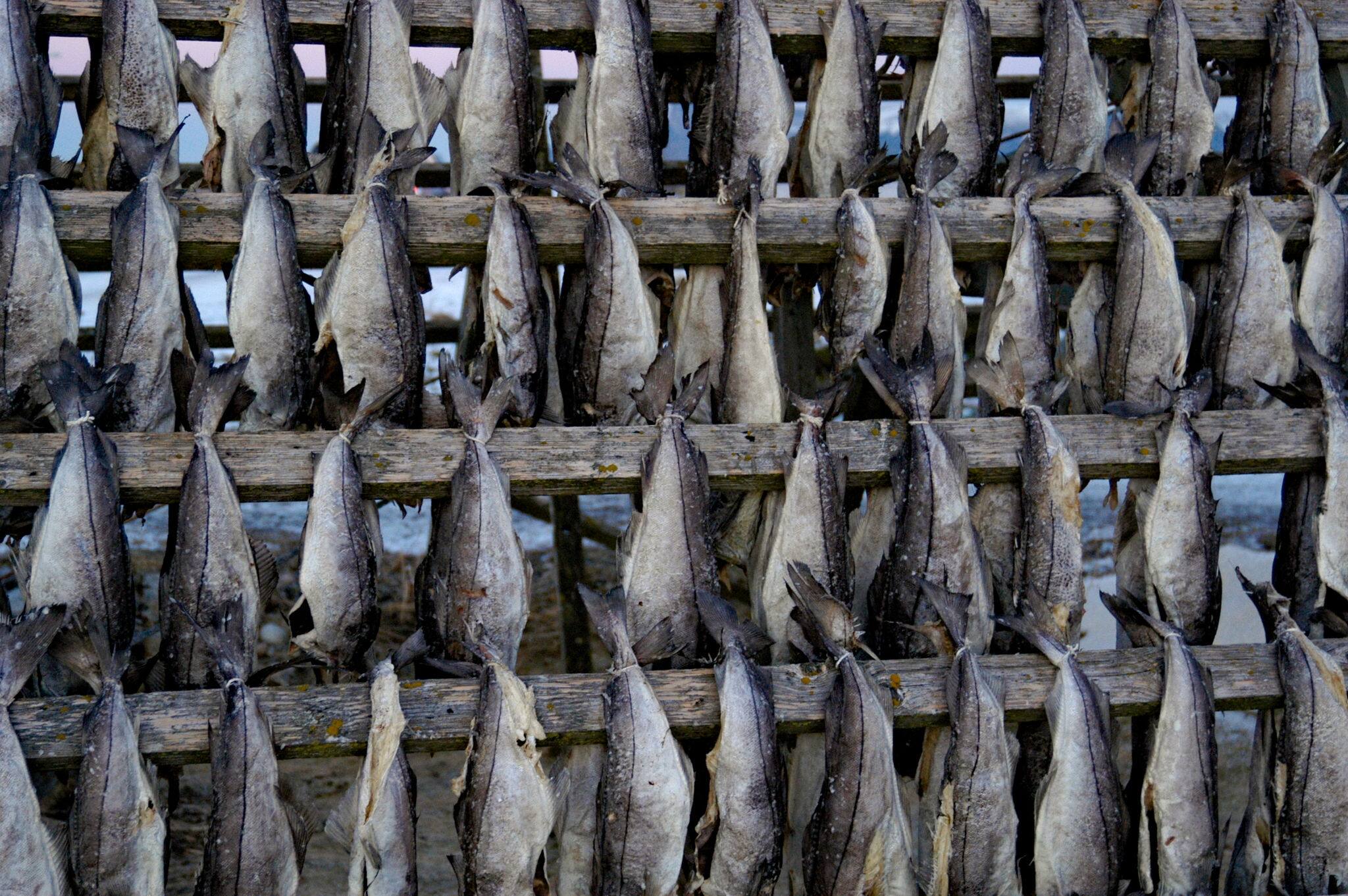 Norwegian traditional dried and salted  cord called klipfisk hanging on wooden stands on the sea cost of Andenes island 