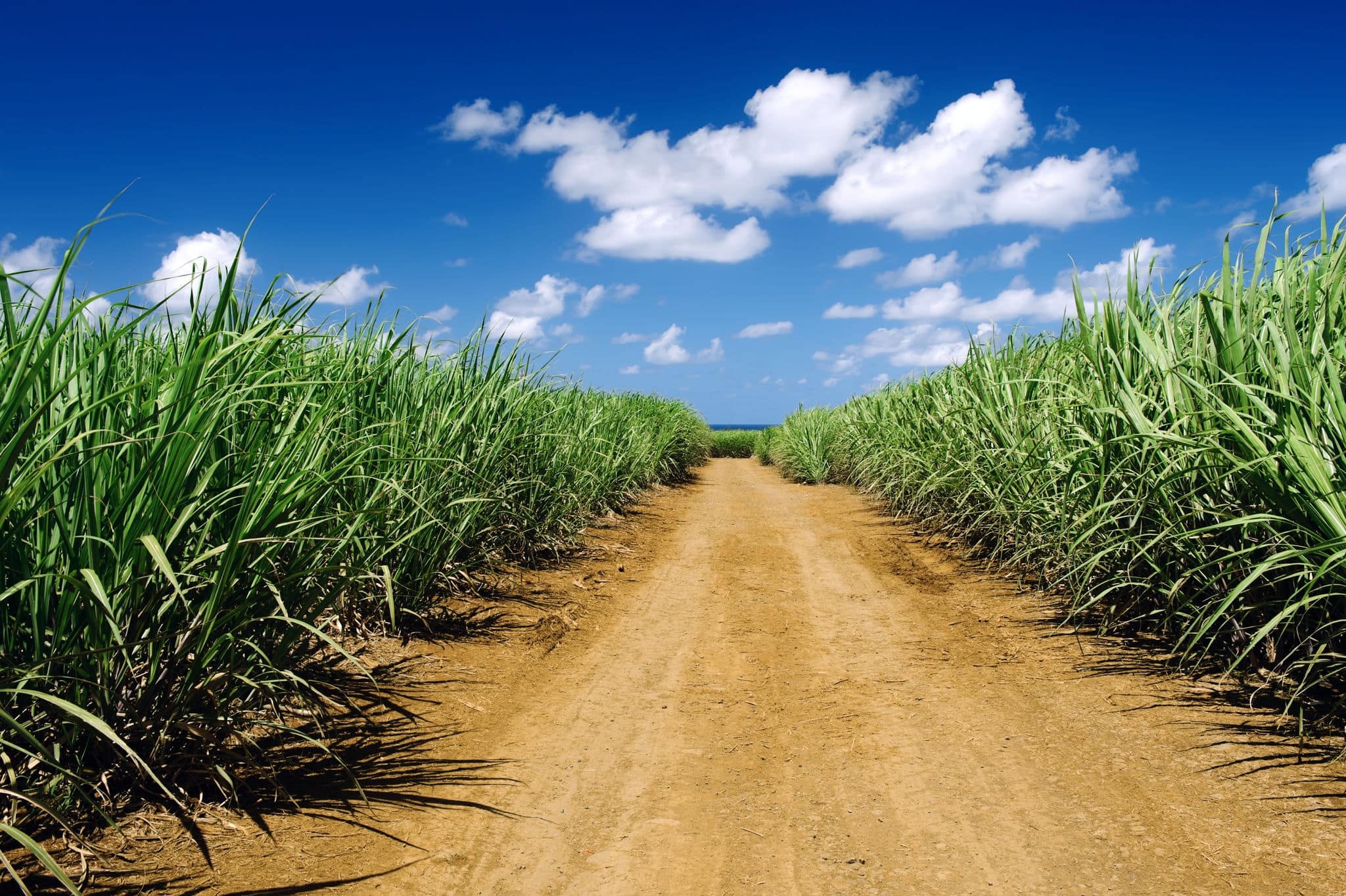 Dirt road among sugarcane plantation. Mauritius Island