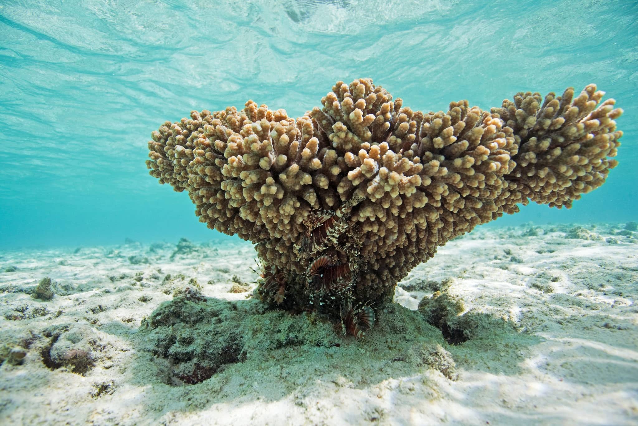 Vava'u island, Tonga, Pterois