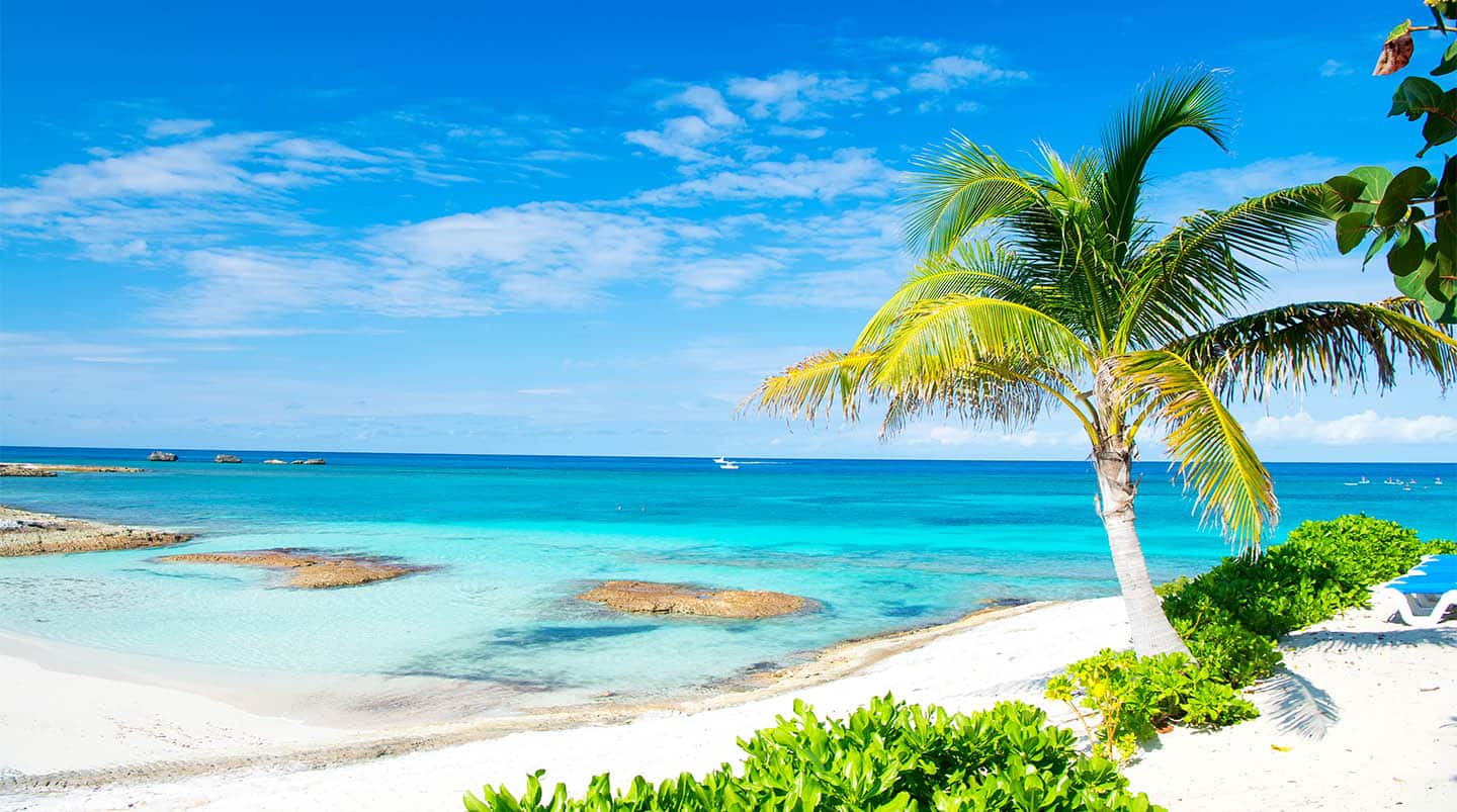 Palm tree, blue sea, sky in Great Stirrup Cay, Bahamas. Tropical beach with white sand and turquoise water. Summer vacation, recreation, relax. Paradise, peace, romance. Travel, traveling, wanderlust