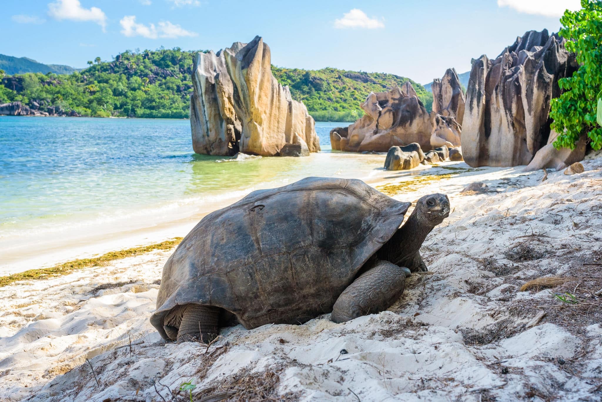 Aldabra giant tortoise, Turtle in Seychelles on the beach near to Praslin
