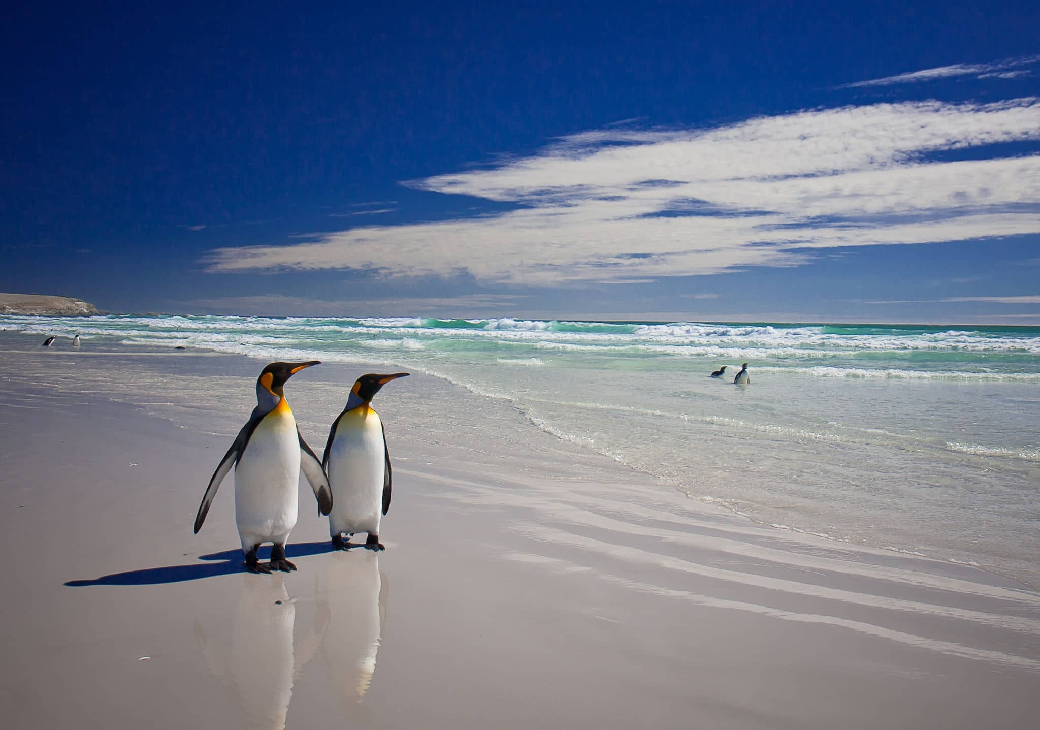 King Penguins at Volunteer Point on the Falkland Islands