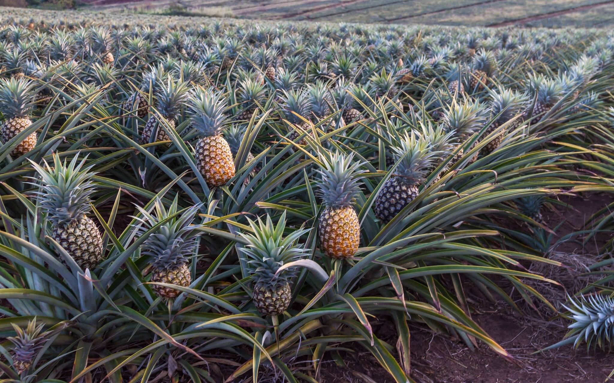 Pineapples growing on a farm near East London, South Africa.