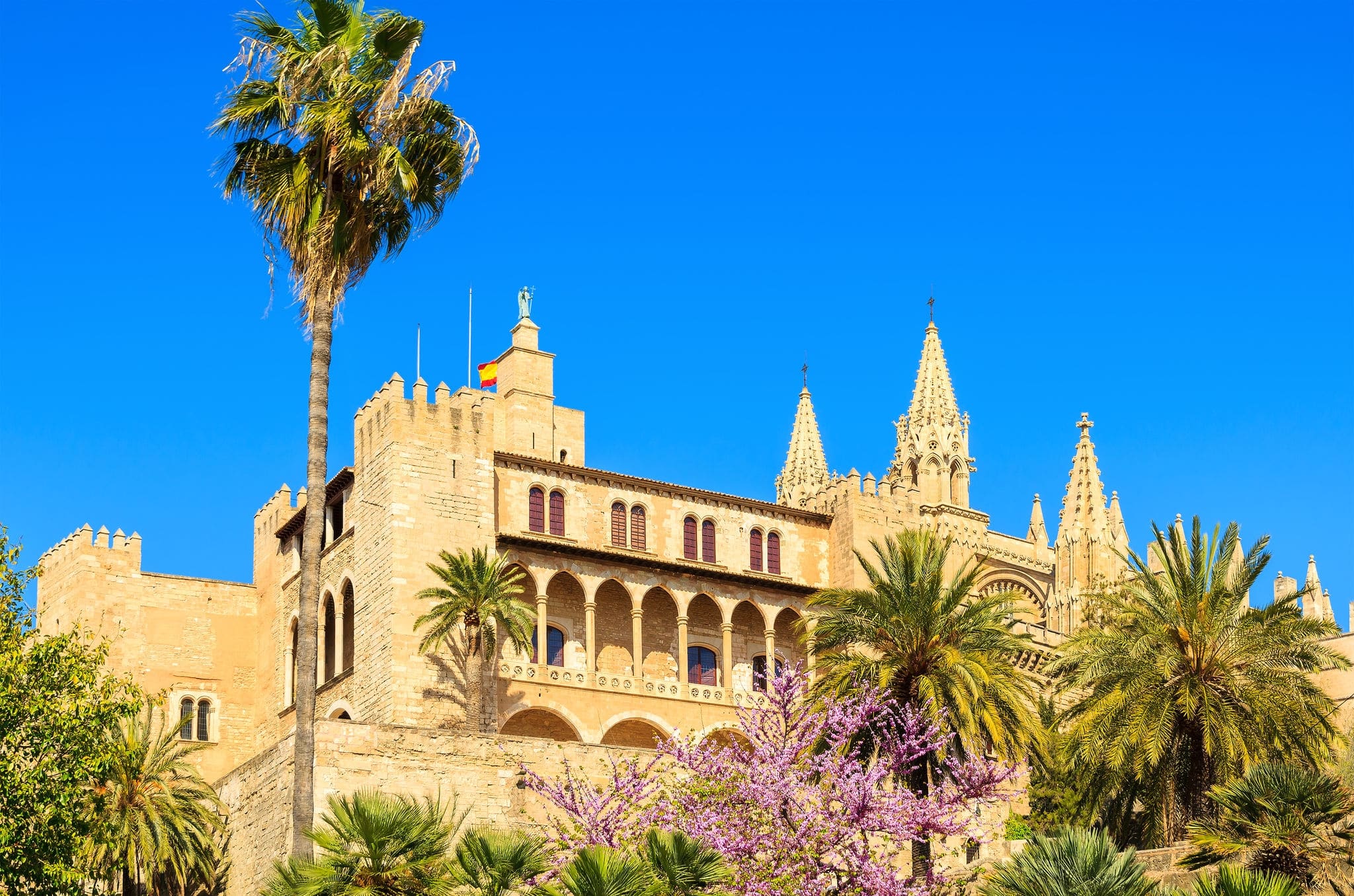 Almudaina Palace palm tree blooming spring time blue sky, Palma de Mallorca, Spain