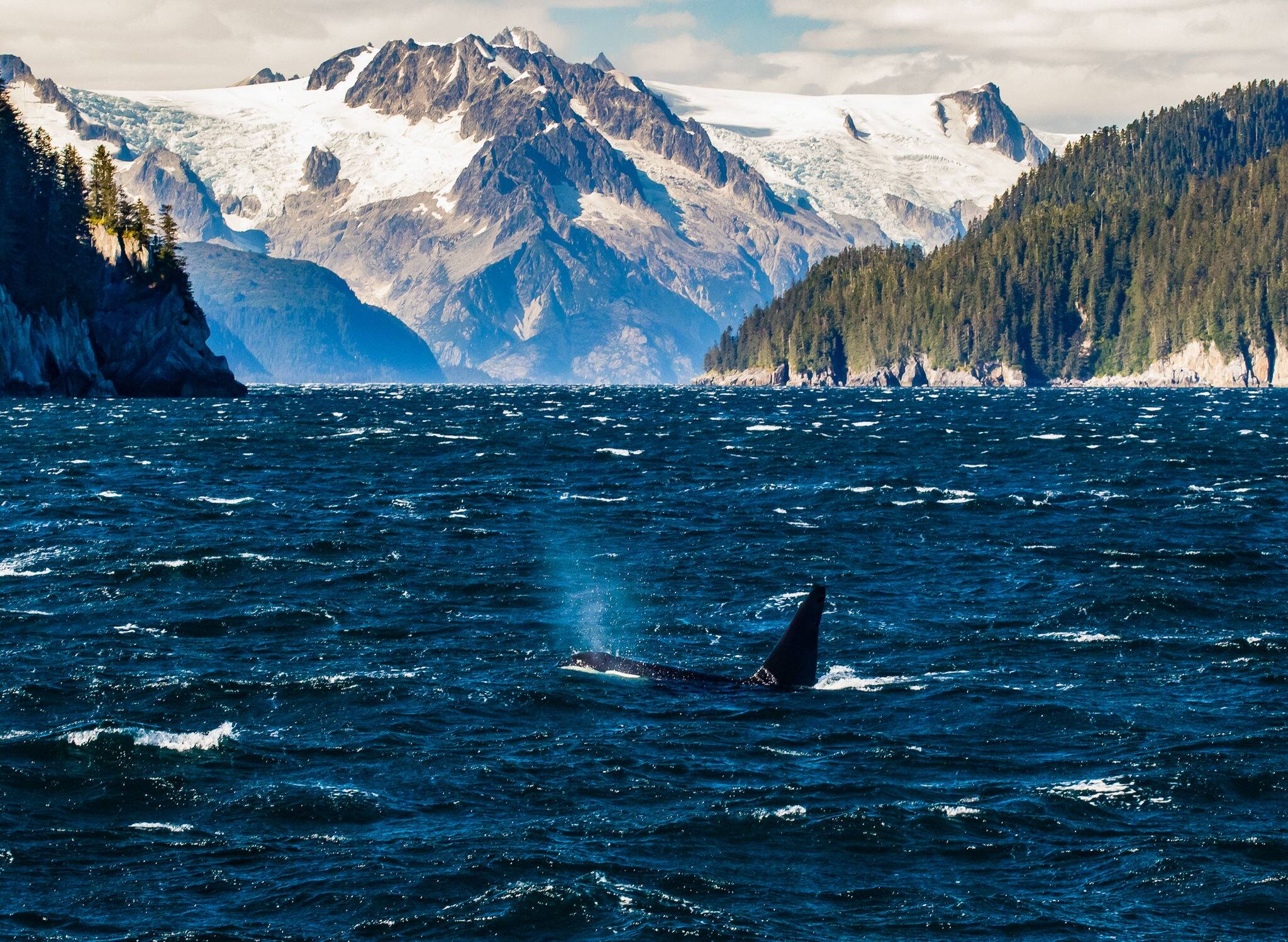 A killer whale breaches and blows a spout of fishy breath benath the high mountain glaciers of Northwestern Fjord in the Kenai Fjords National Park