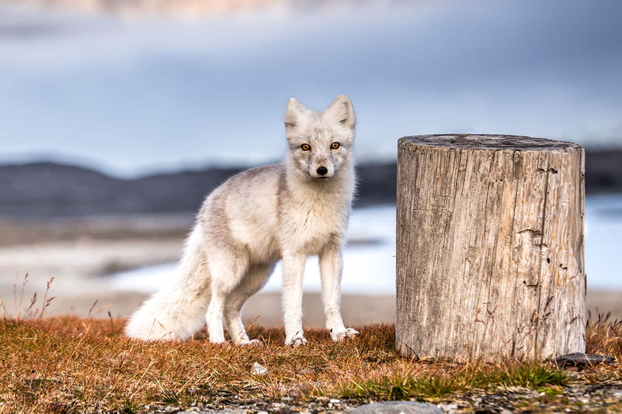 Arctic fox in autumn colors