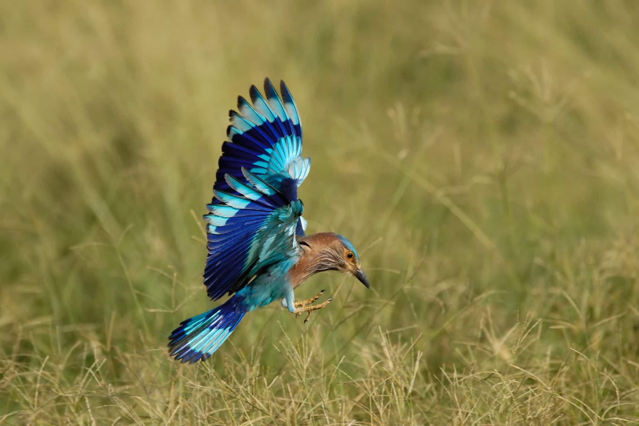 Indian Roller in Fujairah National Dairy Farm in UAE