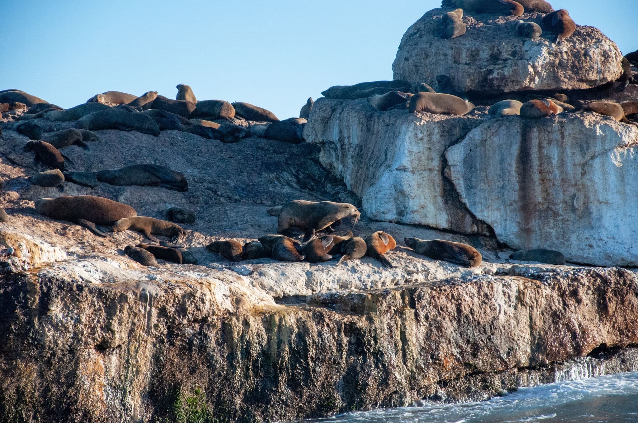 Seal Island in Mossel Bay with local sealions during breeding season