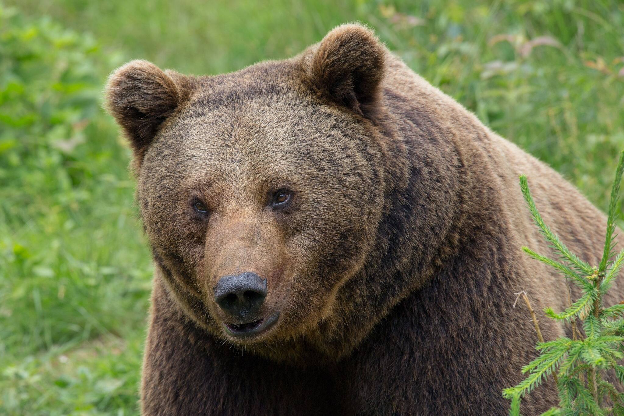NCL-Alaska-Cruise-Brown-Bear