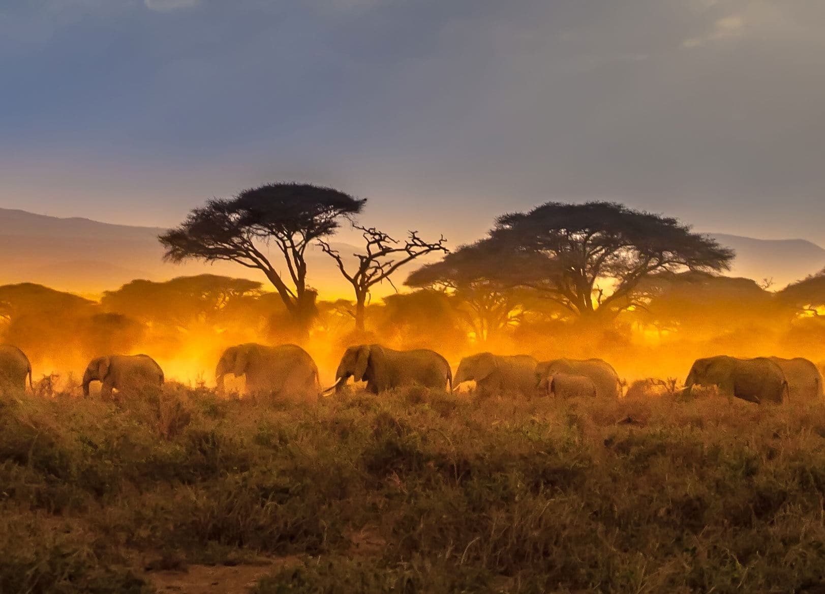 Elephants in Africa