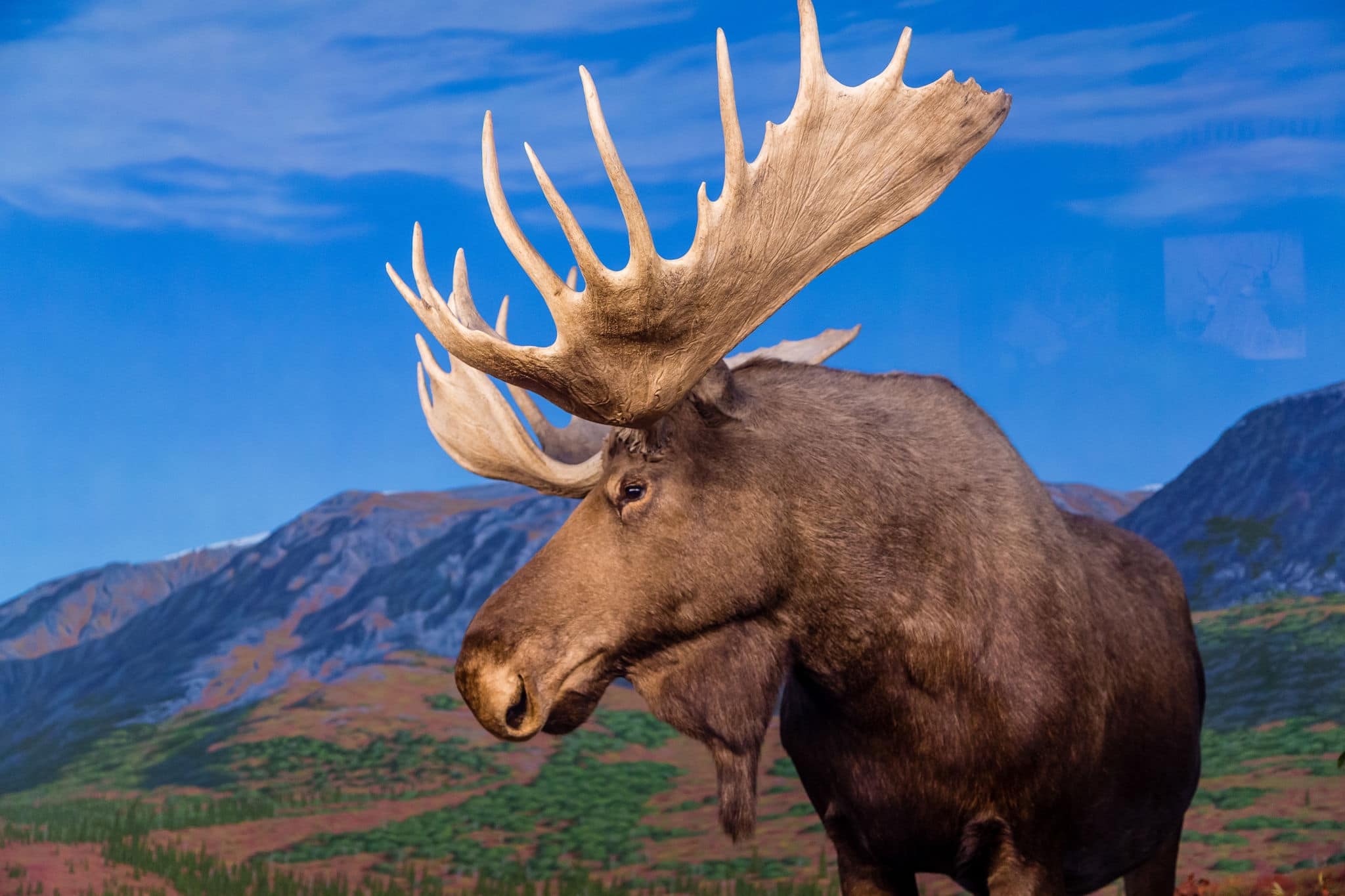 Male Moose Against Backdrop of Mountains