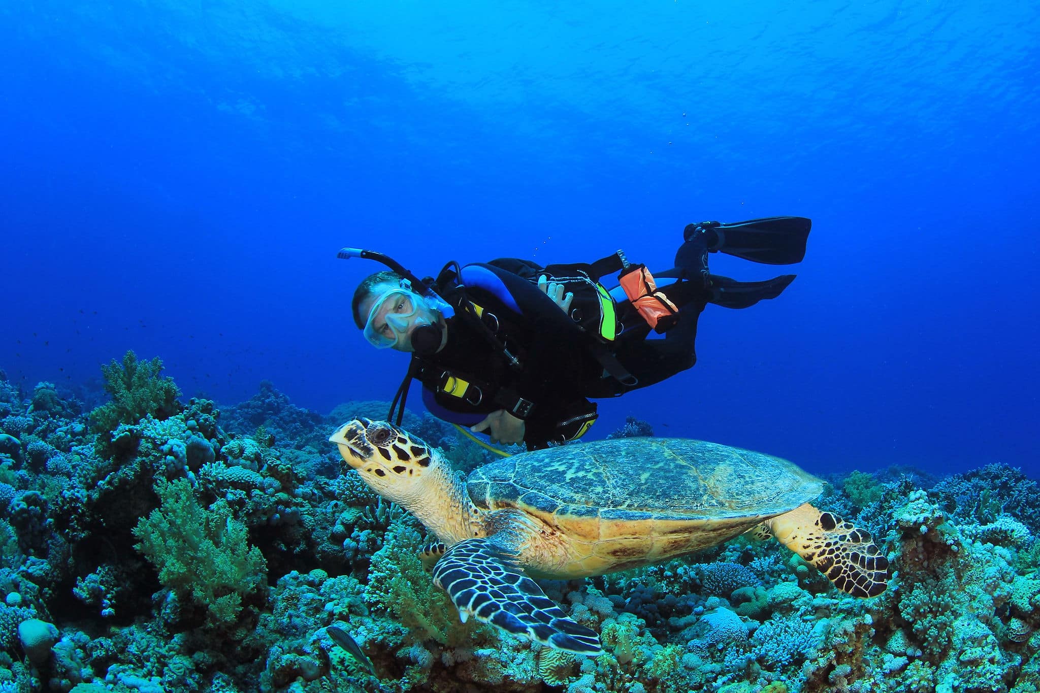 Scuba Diver and Sea Turtle