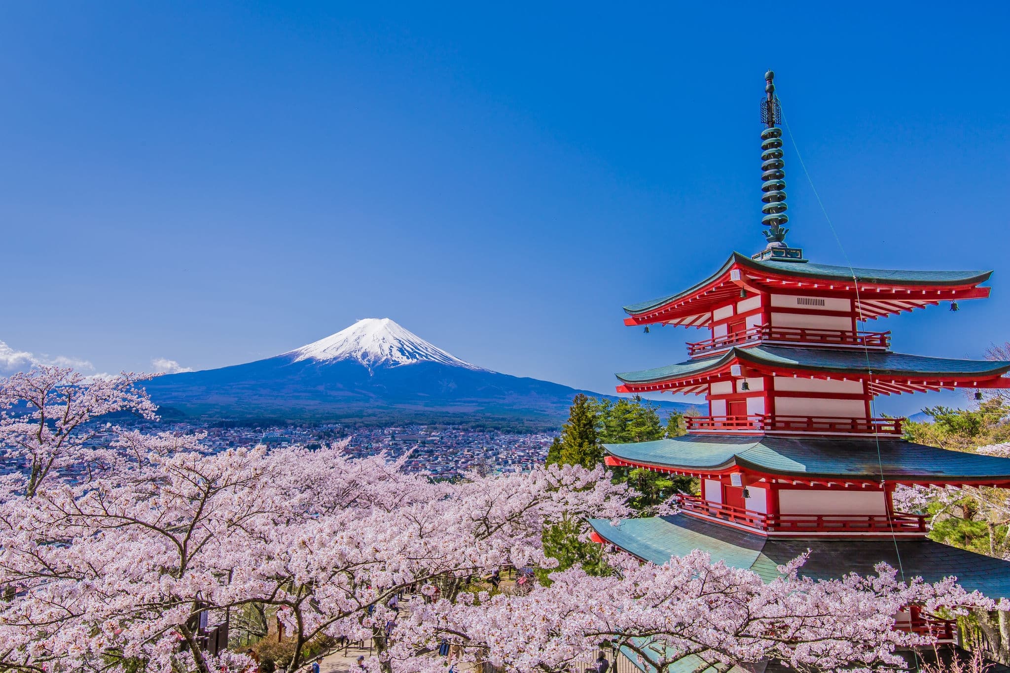 Cherry tree and the pagoda, which was Fuji and background