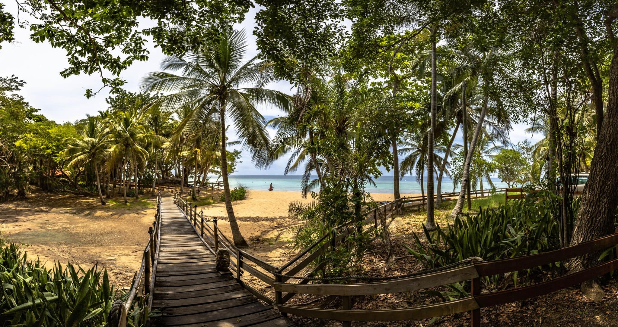 Palm trees along the shore.