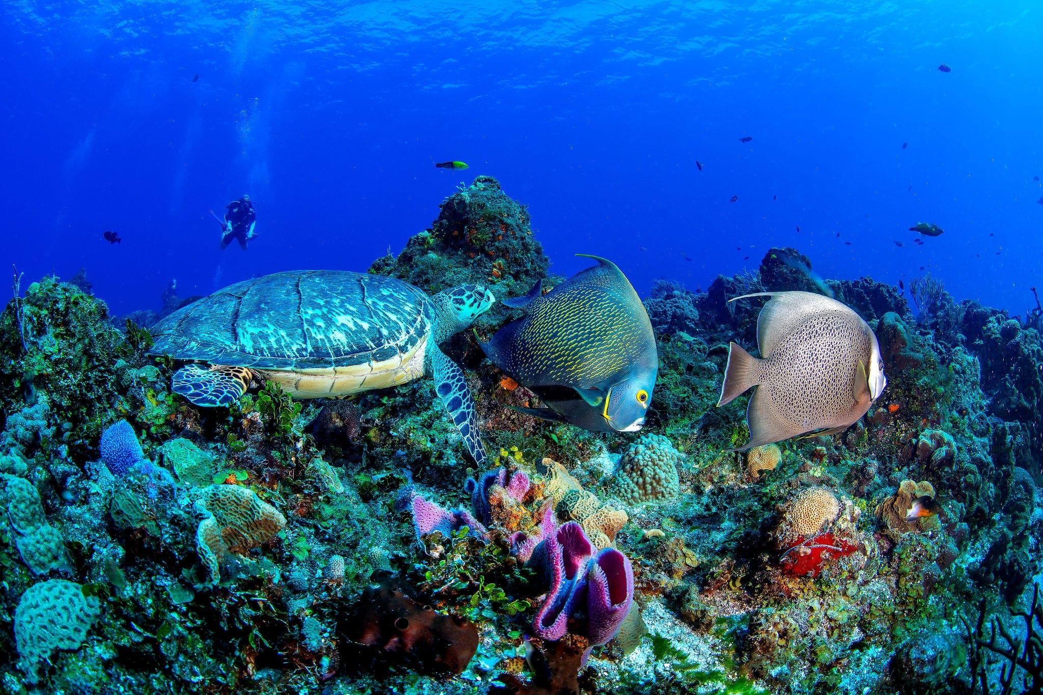 Turtle with angelfishes in Cozumel, Mexico