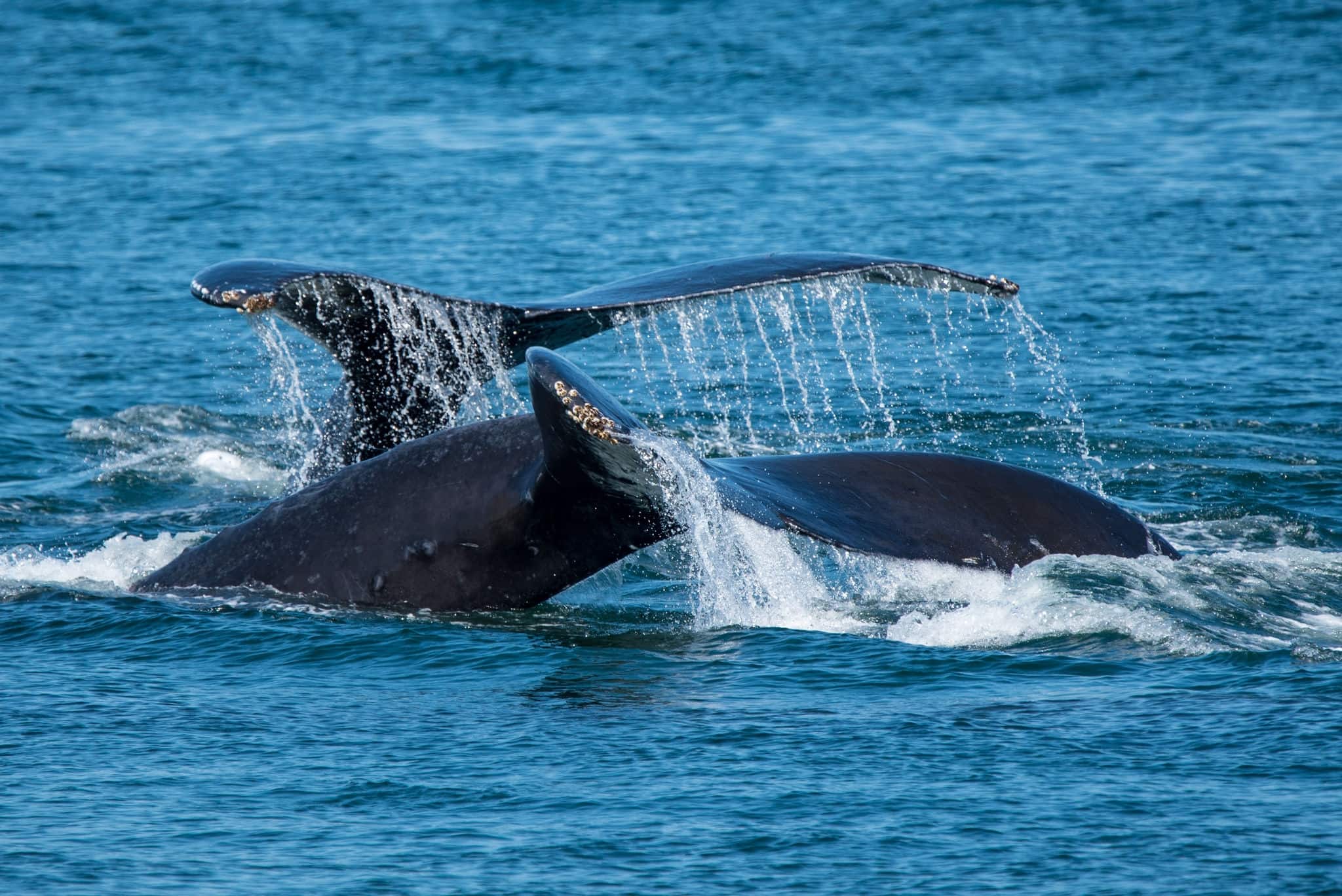 A pair of humpback whales feeding near Prince Rupert, British Columbia,Canada