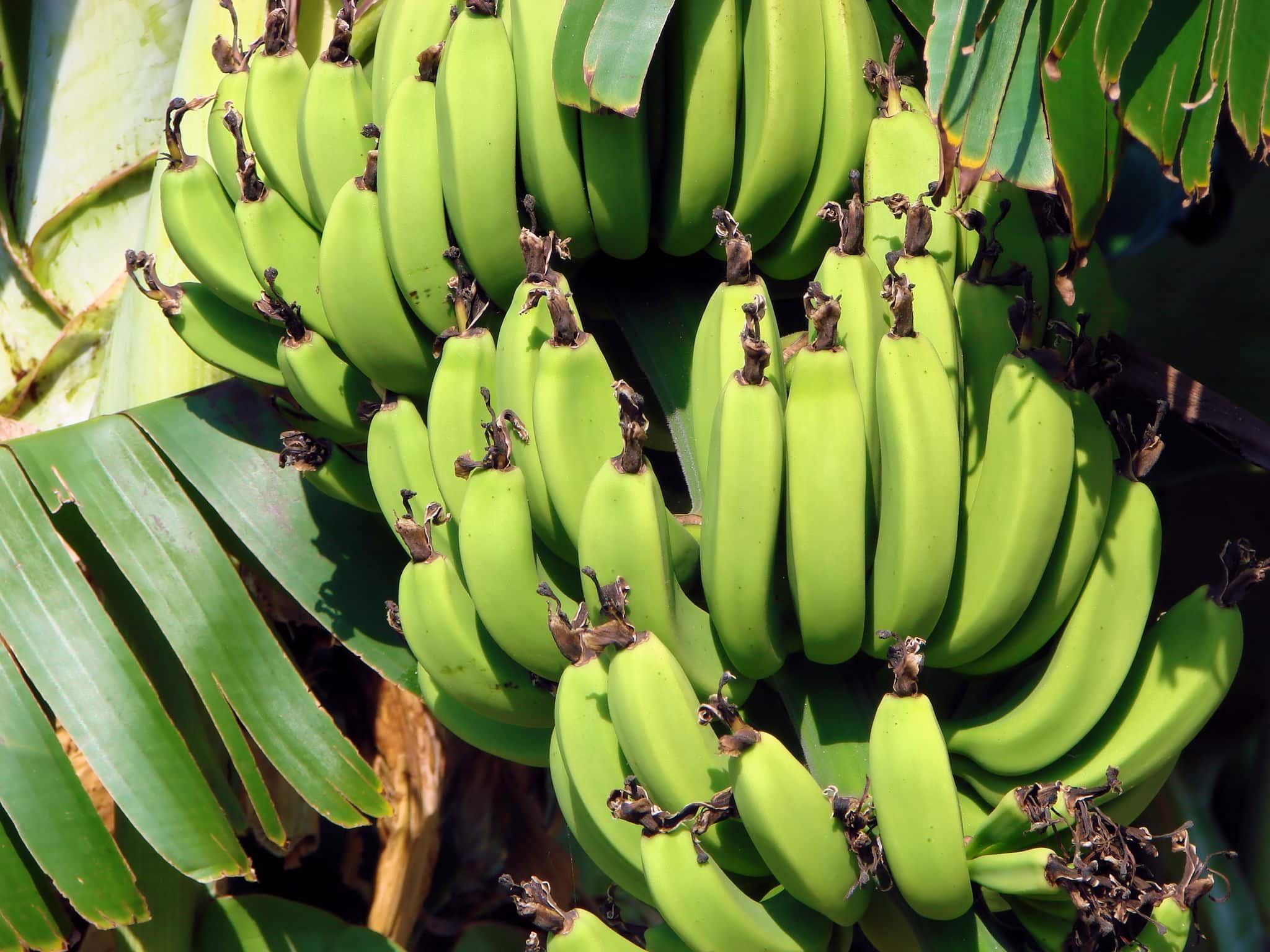 Banana tree in Cyprus