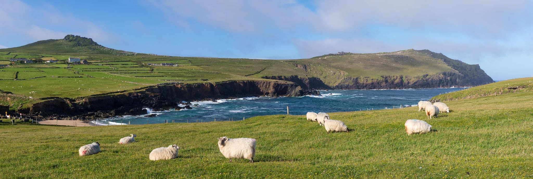 Clougher bay with sheep at Slea Head Drive,  one of Irelands most scenic routes, Dingle peninsula, Kerry, Ireland