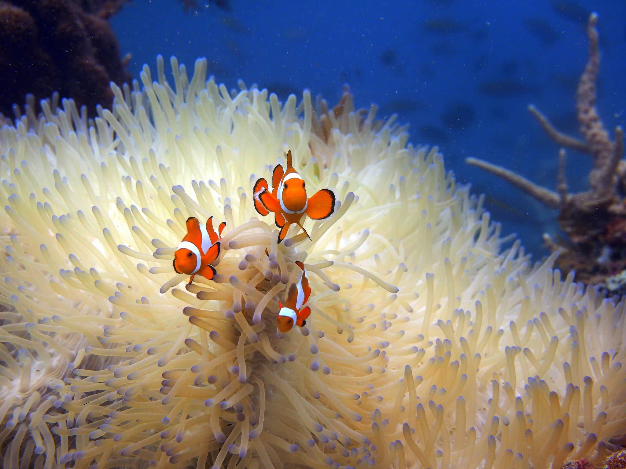 Three clown fish in anemone