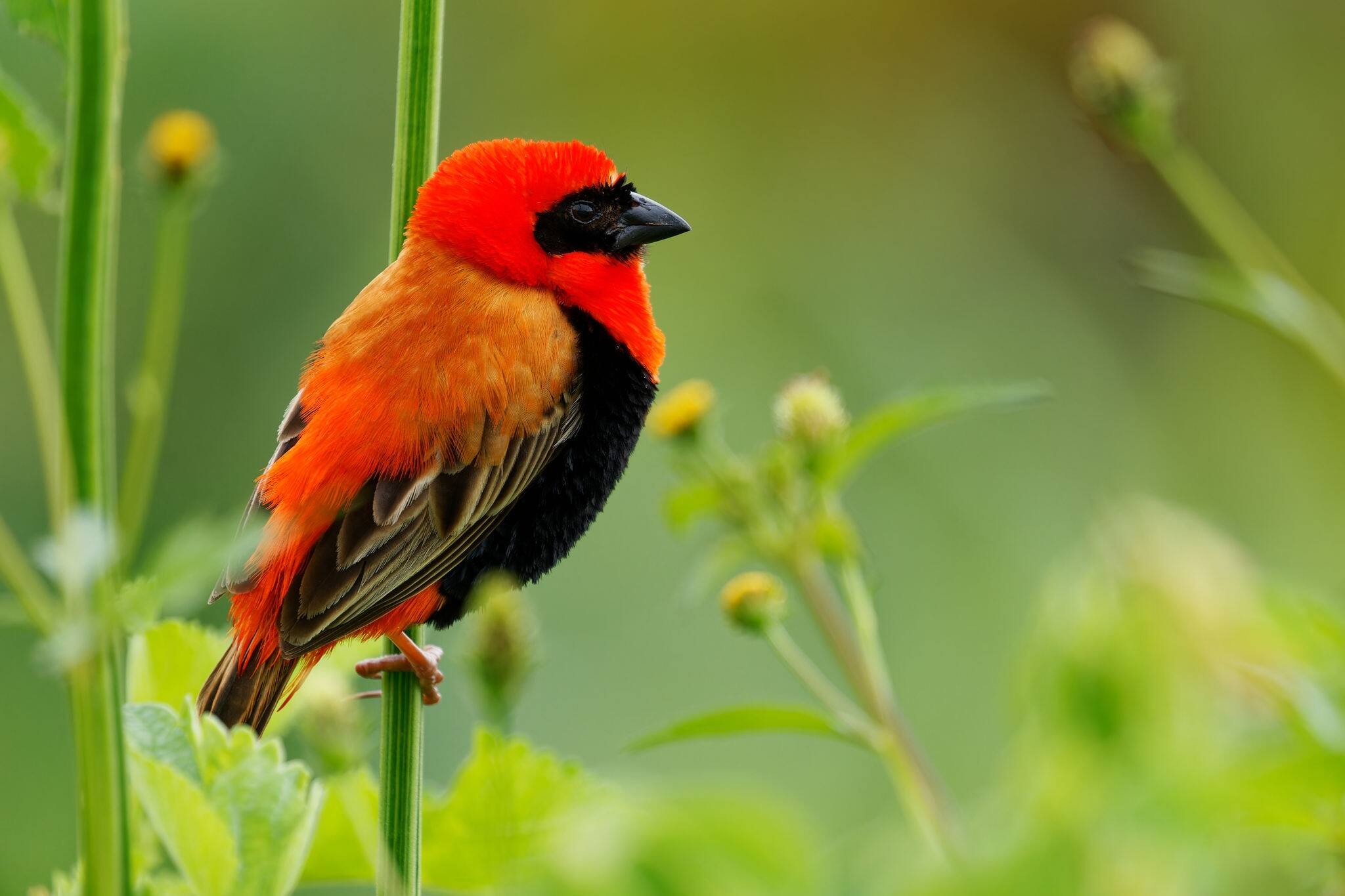 Black-winged Bishop - Euplectes hordeaceus formerly fire-crowned bishop, resident breeding bird in tropical Africa, Senegal, Sudan and to Angola, Tanzania, Zimbabwe and Mozambique. 