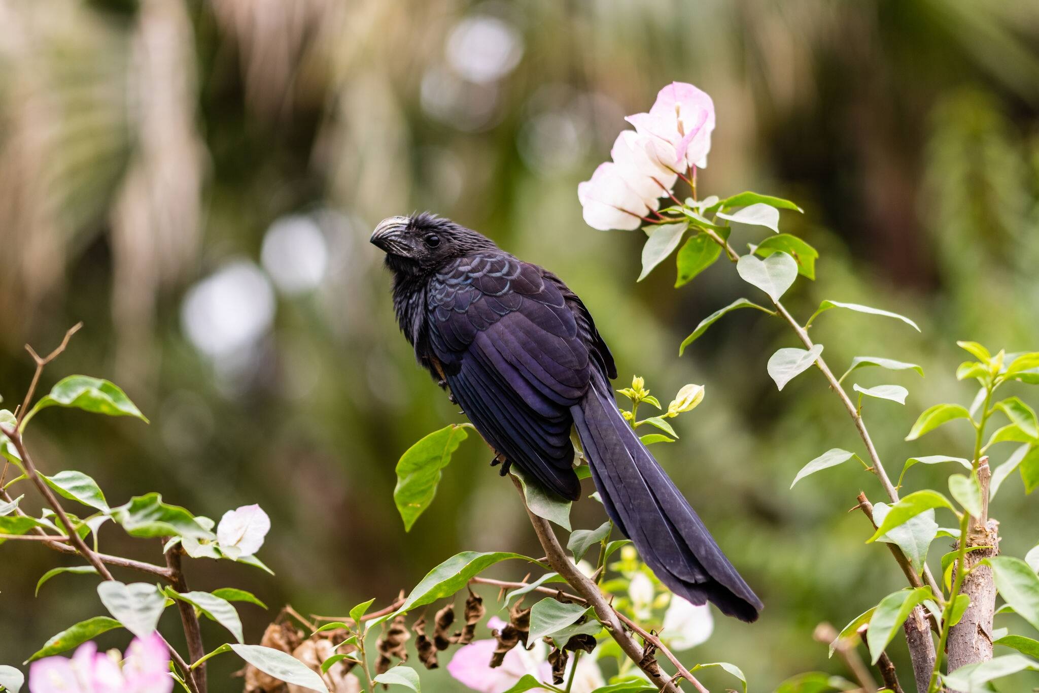 Colonial city of Topolobampo, Mexico.