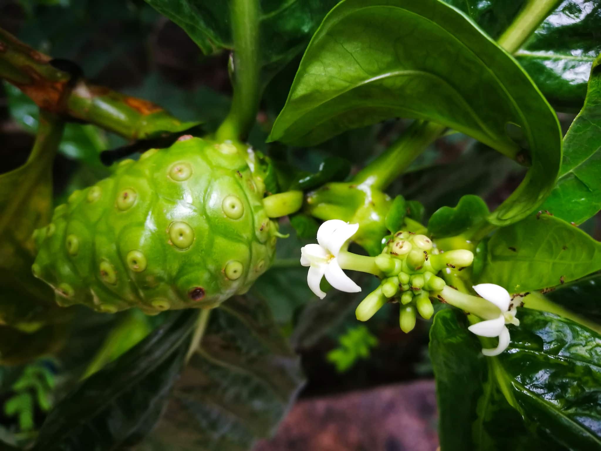 Noni is on the branch with green leaves and flowers.