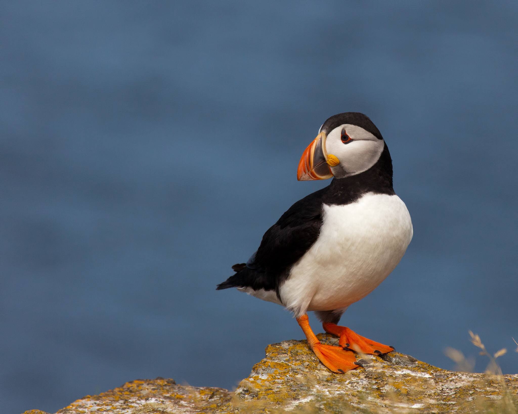 Puffin