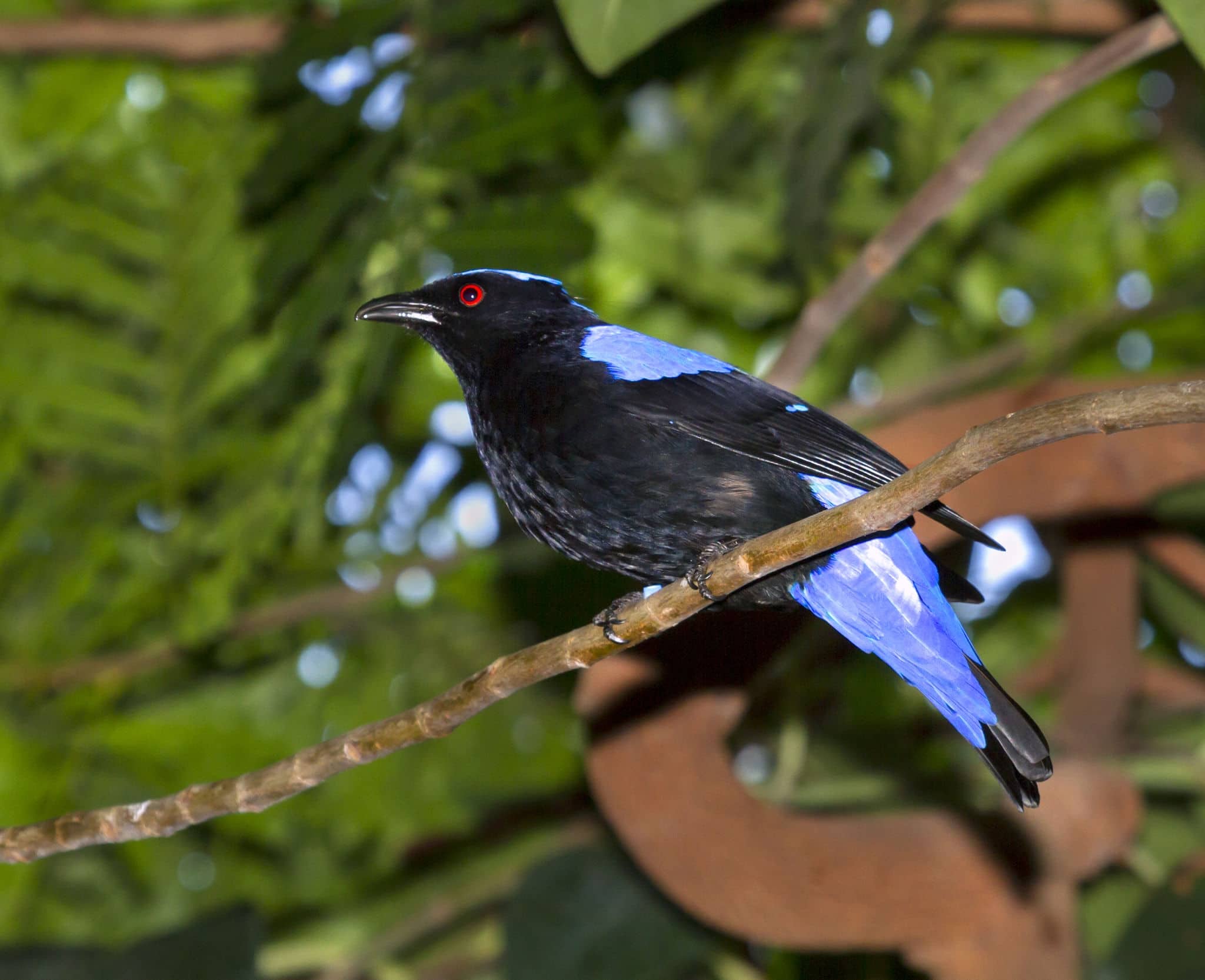 Asian fairy bluebird (Irena puella), captive (native to Southern Asia), Moody Gardens, Galveston, Texas, USA