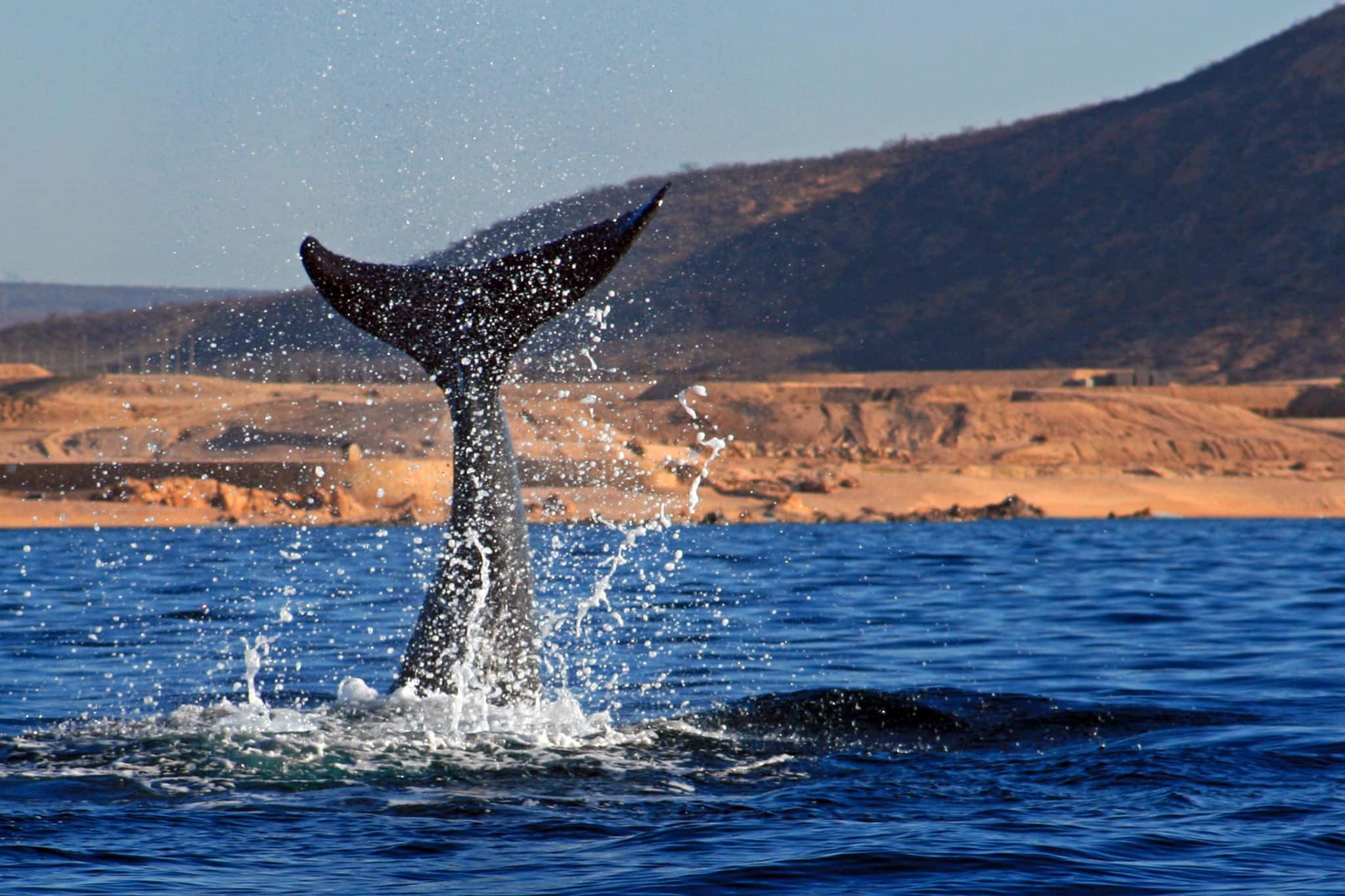 Whale Fluke splashing in the Sea of Cortes in Cabo San Lucas Mexico