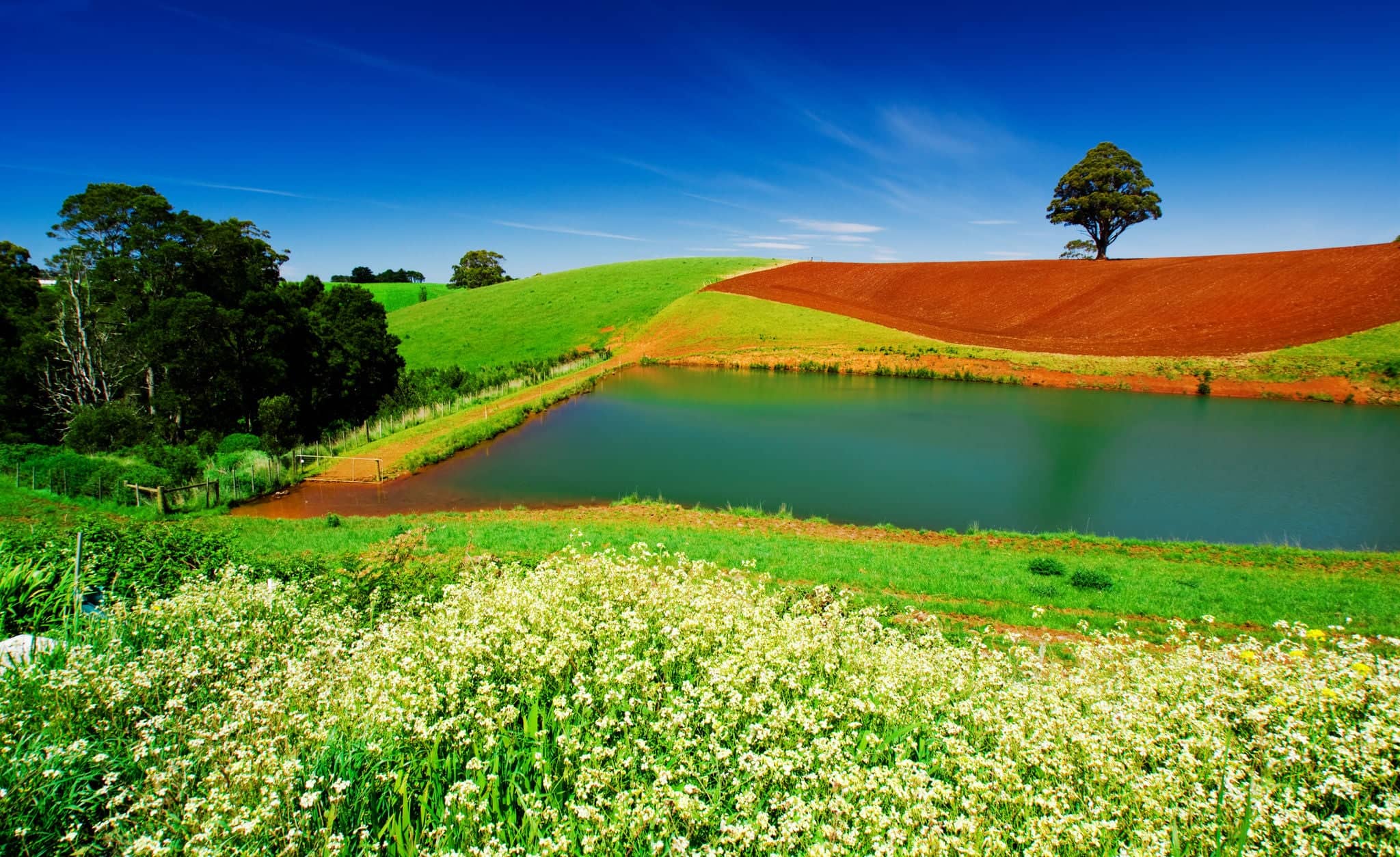 Rural field in Tasmania, Australia