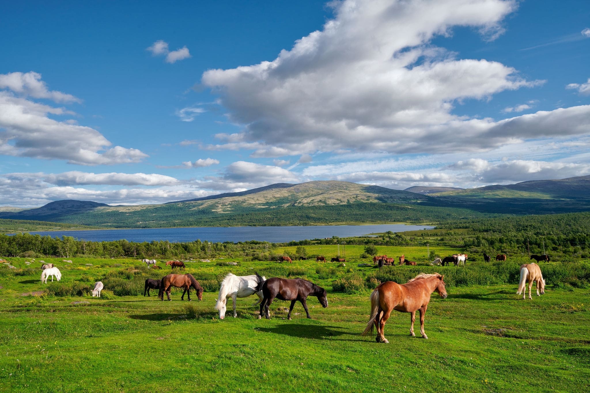 Horses grazing in the pasture, Litlefjellet village, Central Norway	