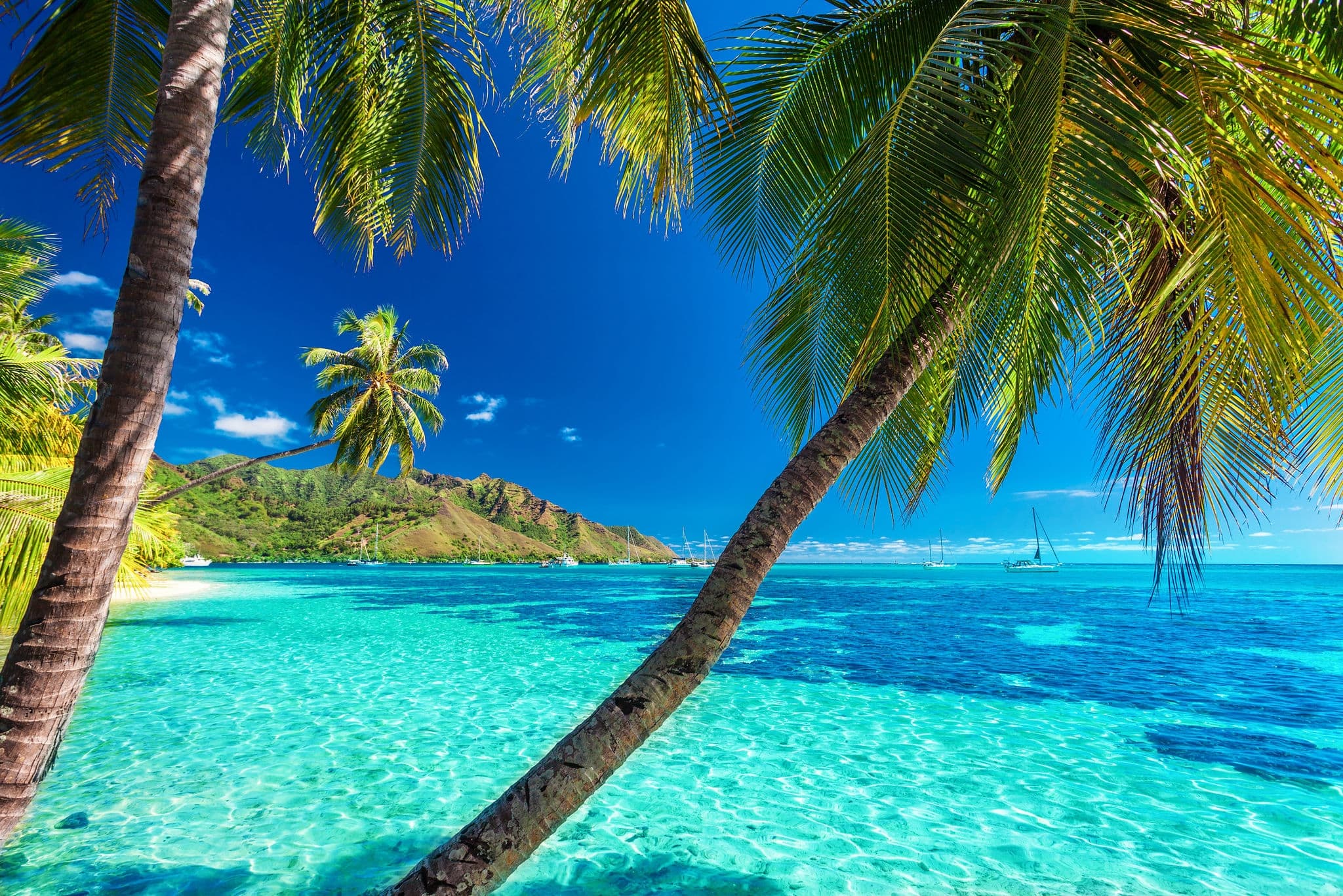 Palm trees on a tropical beach with a blue sea on Moorea, Tahiti island