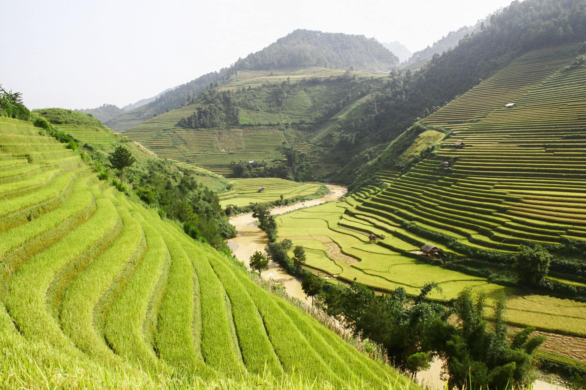 Terraced fields northern Vietnam
