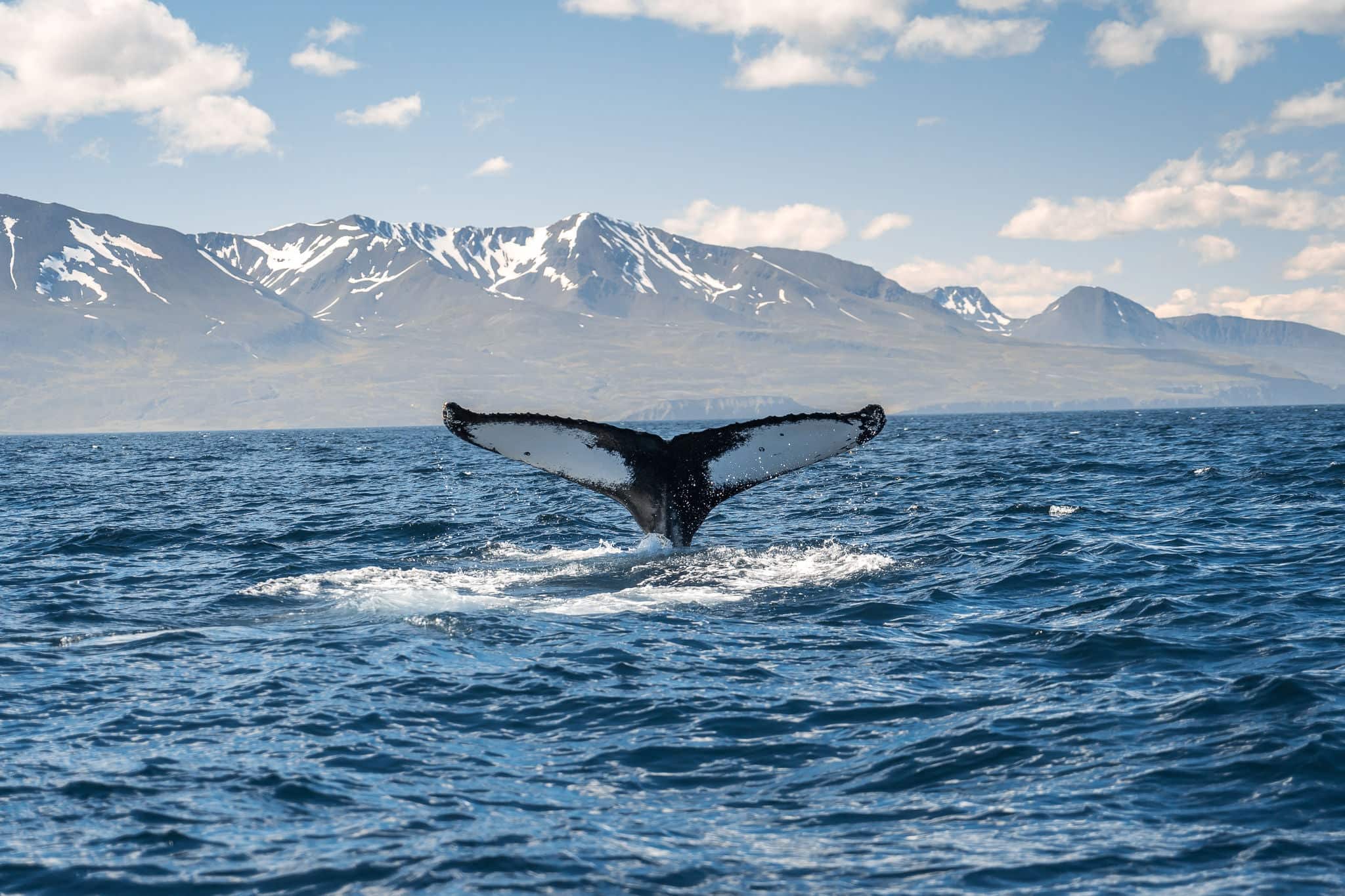 Whale diving on the Iceland coast near Husavik