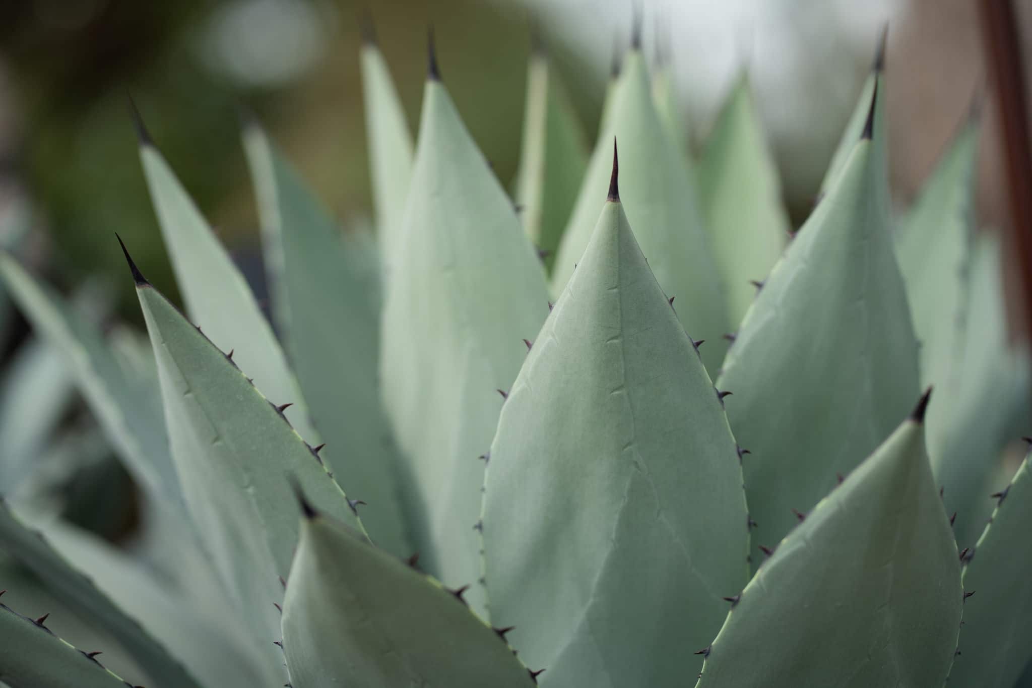 Agave Macroacantha leaf close up