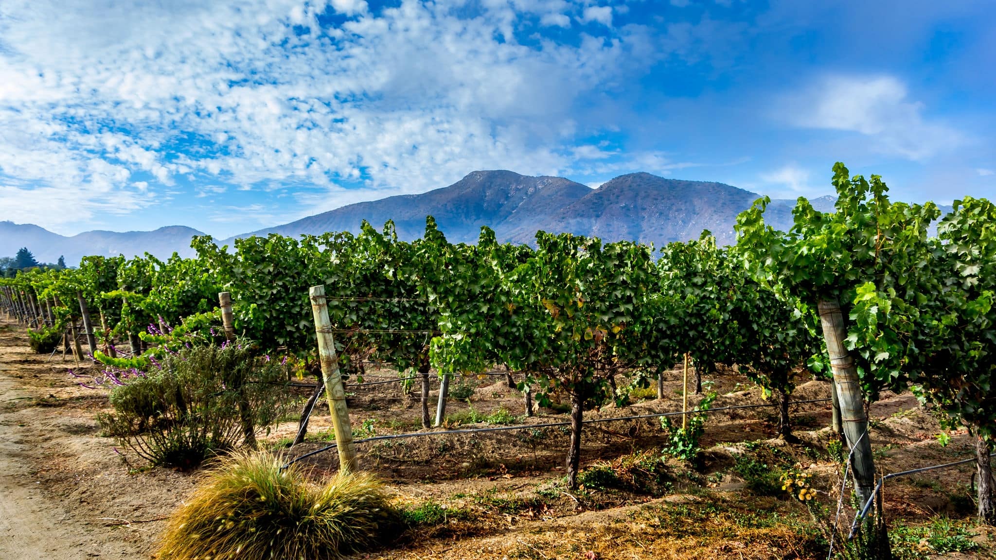 Vineyard landscape Casablanca Valley, mountains and blue cloudy sky ,Chile, wide format
