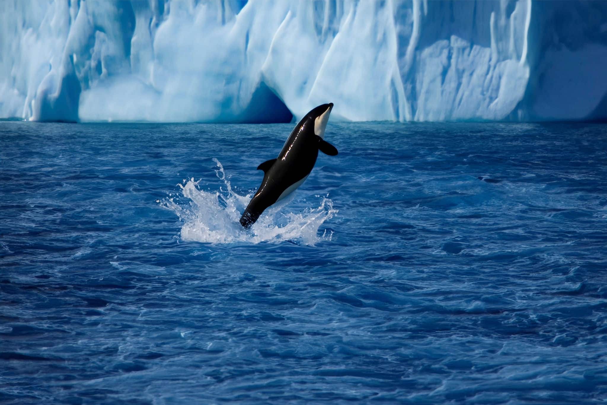 An Orca whale jumping off the sea surface