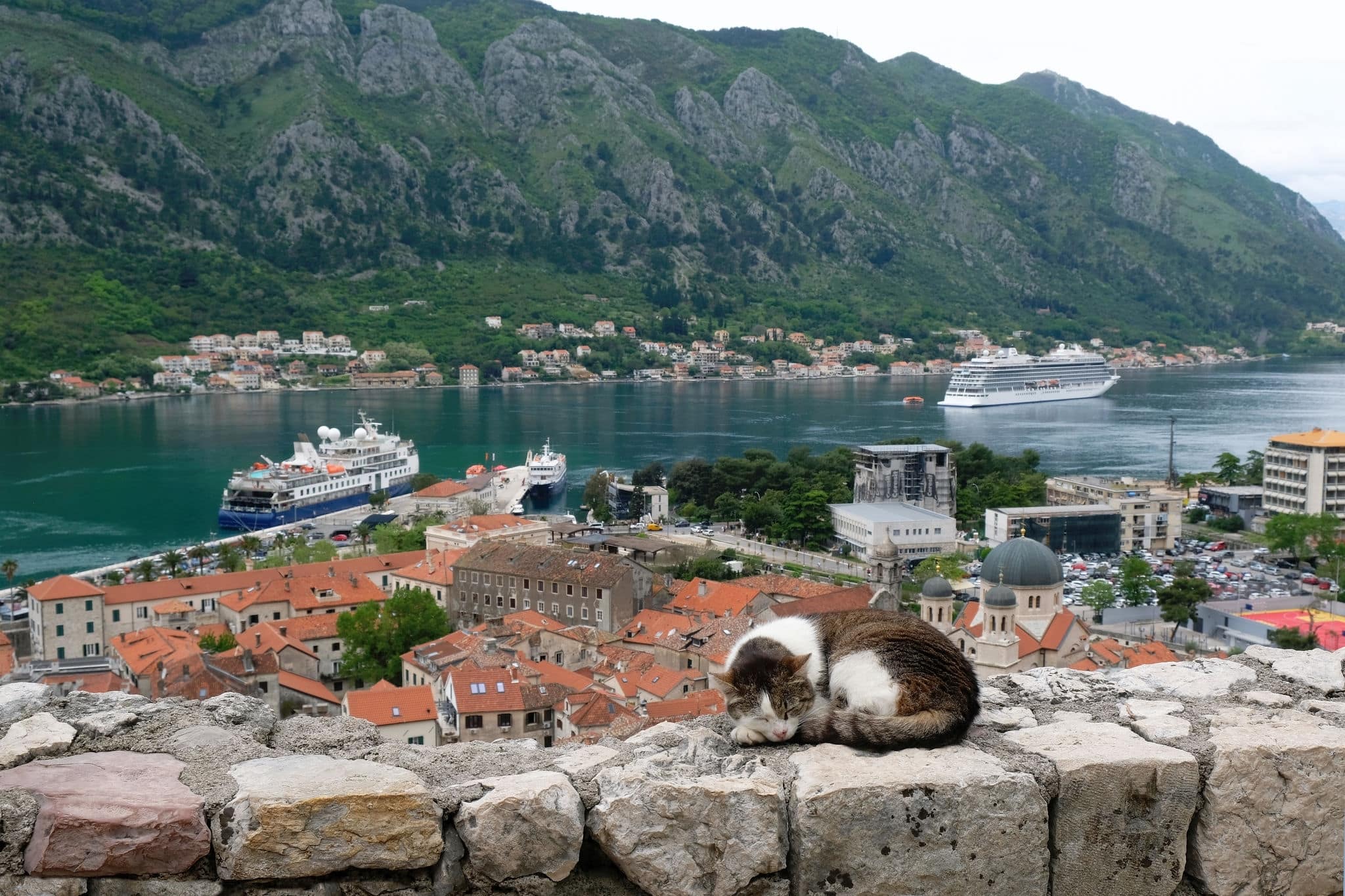 Cat on fortress wall in Kotor, Montenegro. 