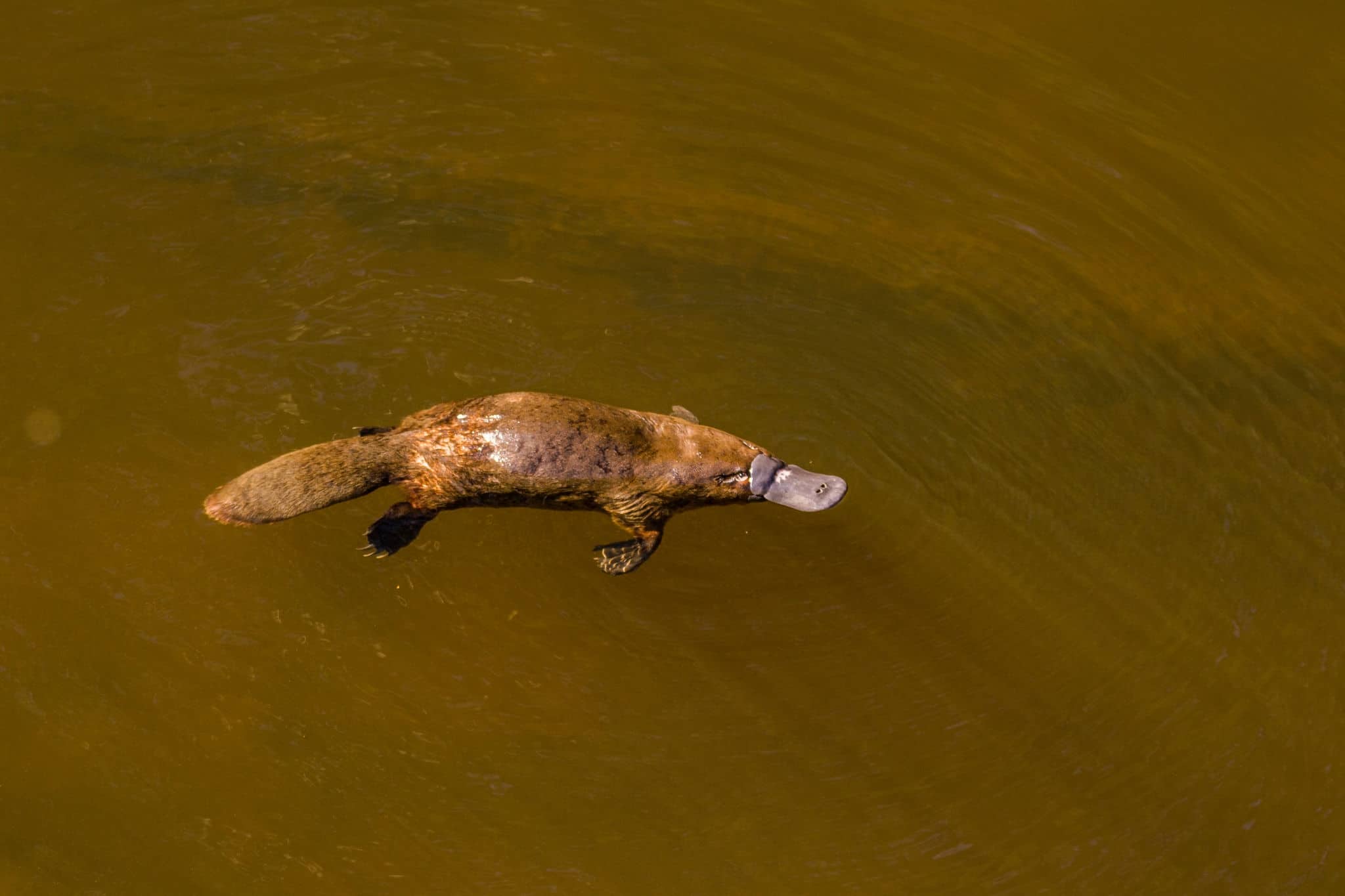 Burnie, Tasmania, Australia: March 2019: Platypus (Ornithorhynchus anatinus) swimming in the river.