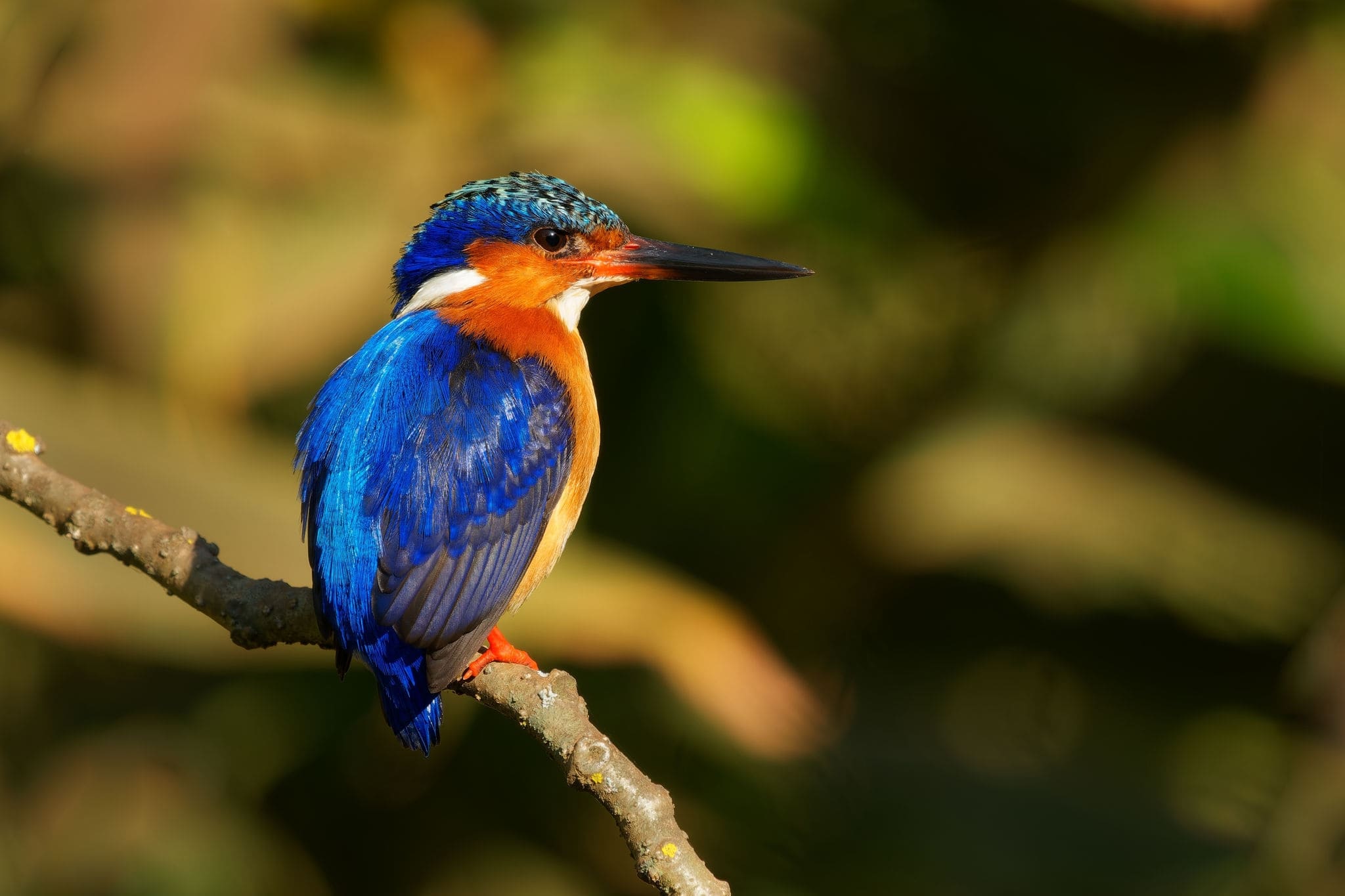 A colorful bird perched on a branch.